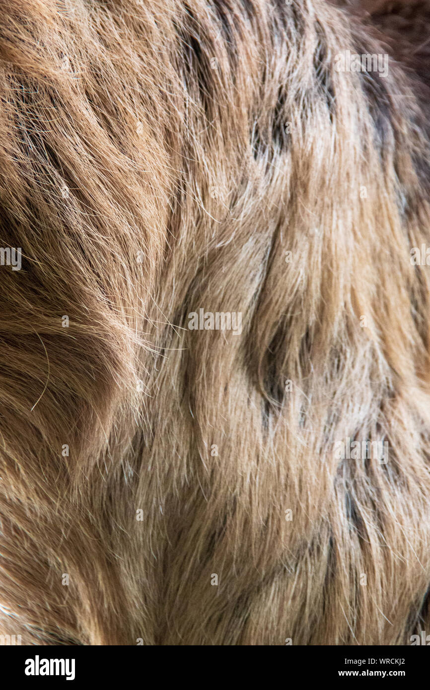 Vue rapprochée de la woolly cheveux longs de la fourrure d'un à deux doigts de Linné sloth (Choloepus didactylus) Banque D'Images