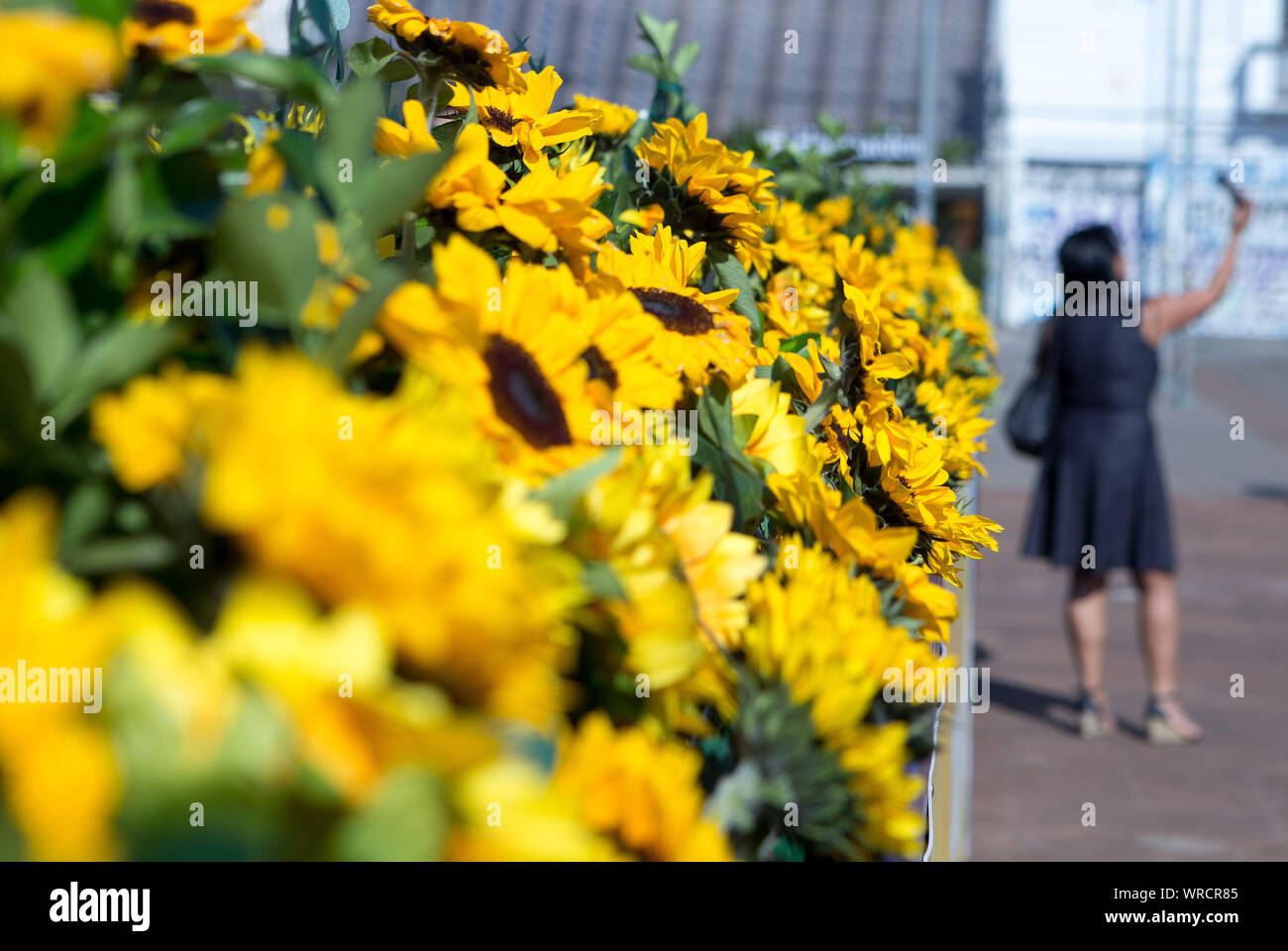 Septembre 10, 2019, Sao Paulo, Brésil : les gens marcher dans un labyrinthe fait de tournesols qui fait partie de la campagne qui attire l'attention et la dépression et le suicide dans le carré de pommes de terre à Sao Paulo. Avec 120 mètres carrés et près de deux mille tournesols, l'établissement est ouvert au public à partir de ce mardi 10, Journée mondiale de prévention du suicide, et est mis en place pour visite libre jusqu'au 14 septembre. (Crédit Image : © Dario Oliveira/Zuma sur le fil) Banque D'Images