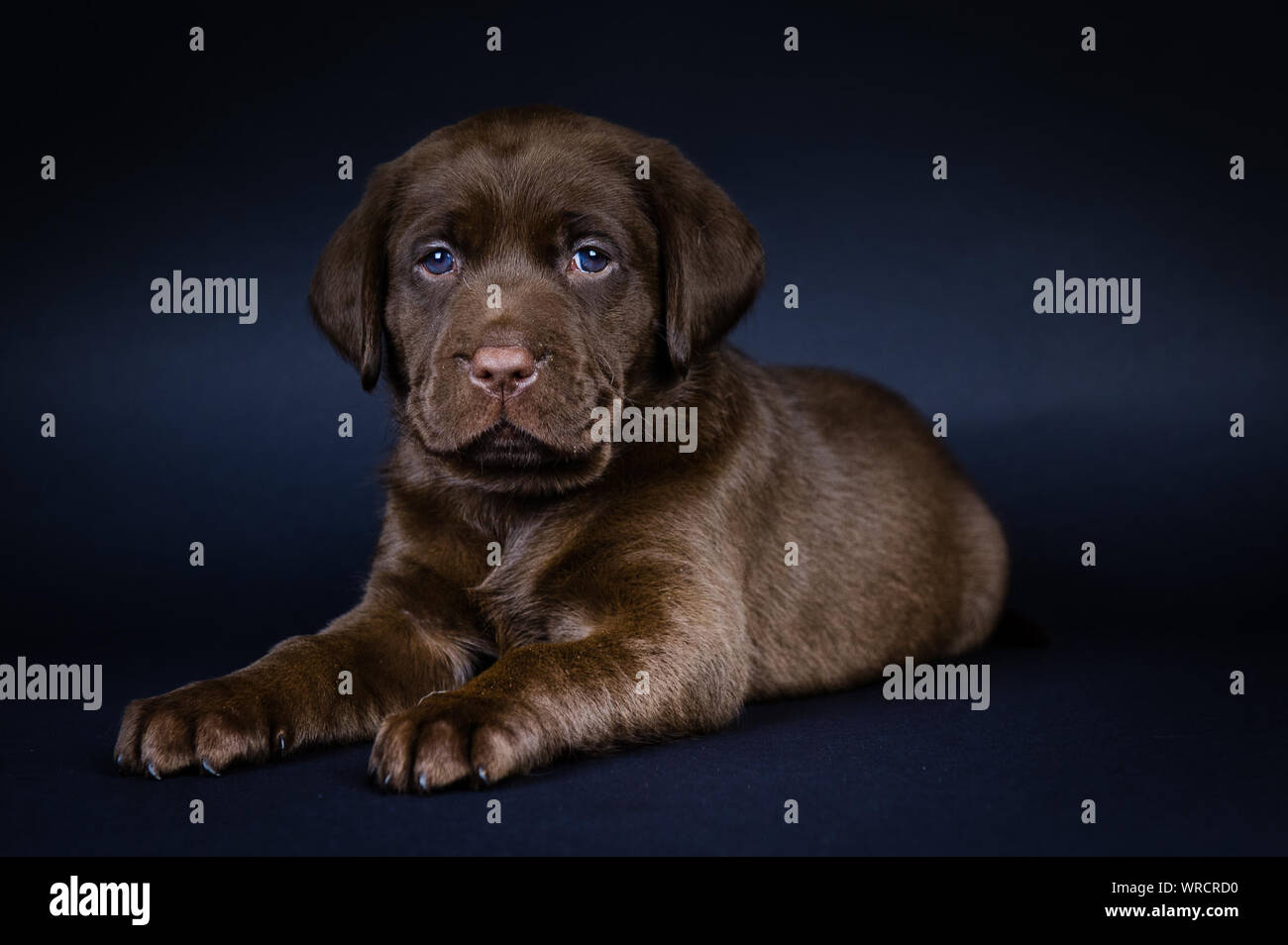 Chiot Aux Yeux Bleus Banque D Image Et Photos Alamy