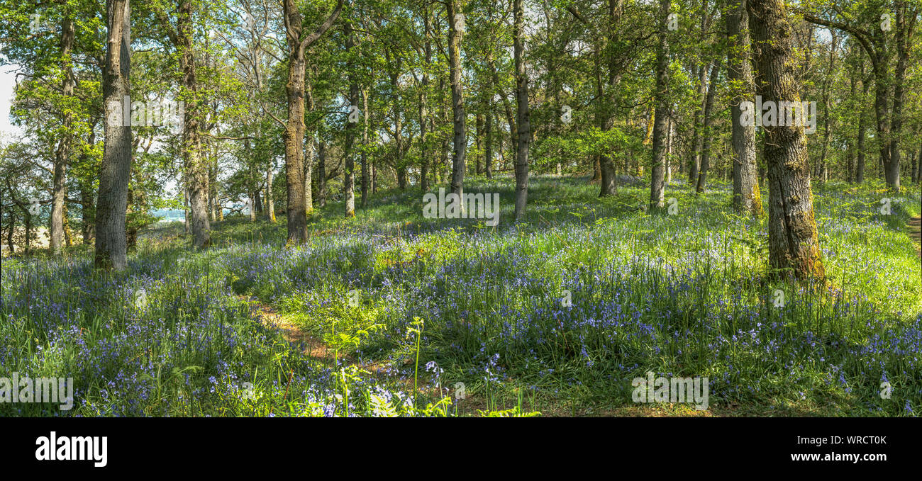 Bluebell, Hyacinthoides non-scripta, paysage de bois en Ecosse au printemps Banque D'Images