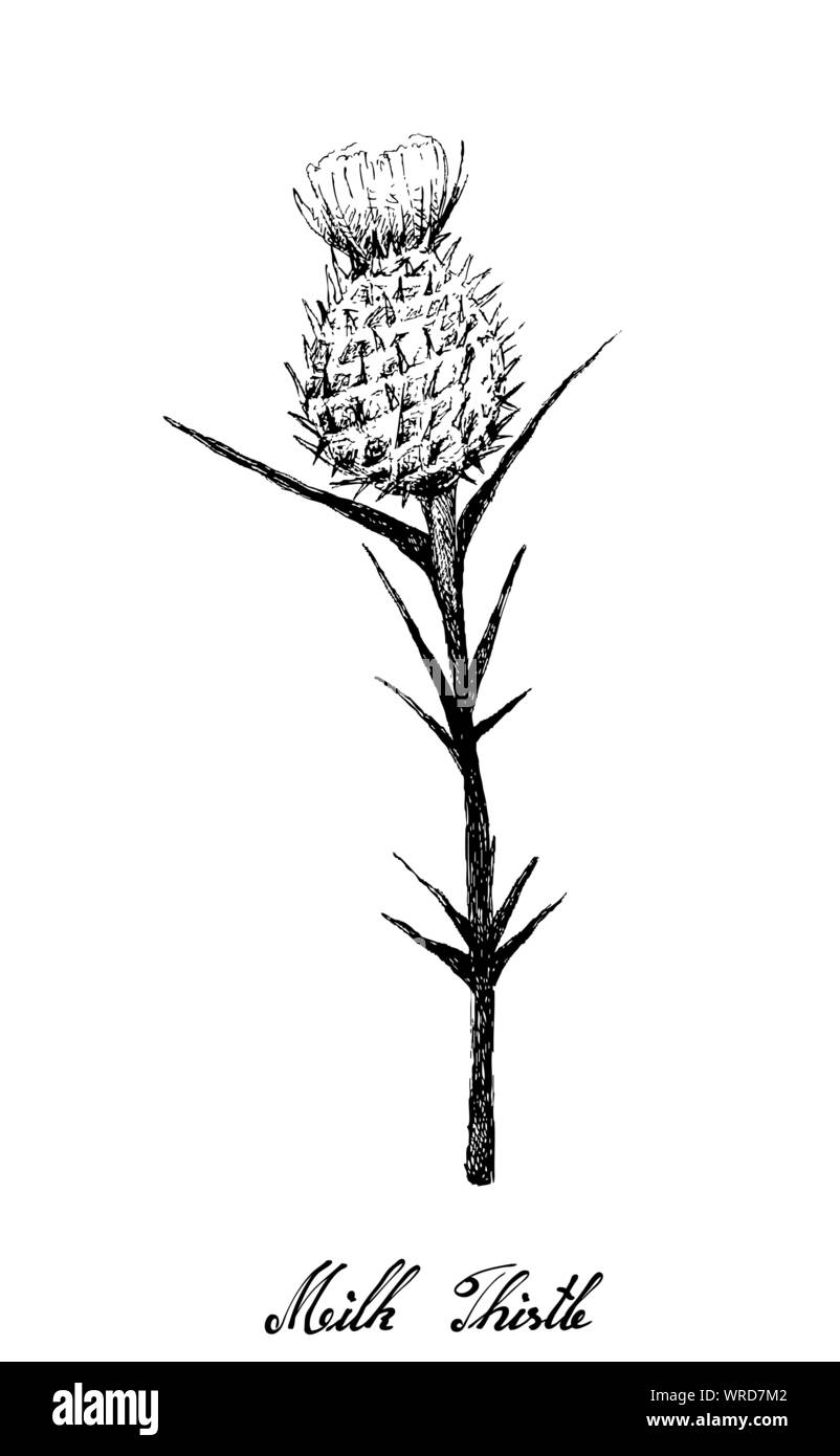 Fleur d'herbes et de plantes, illustration à la main de Silybum Marianum, Cardus Marianus Chardon de lait ou de plante, utilisé pour traiter une maladie alcoolique du foie et Illustration de Vecteur