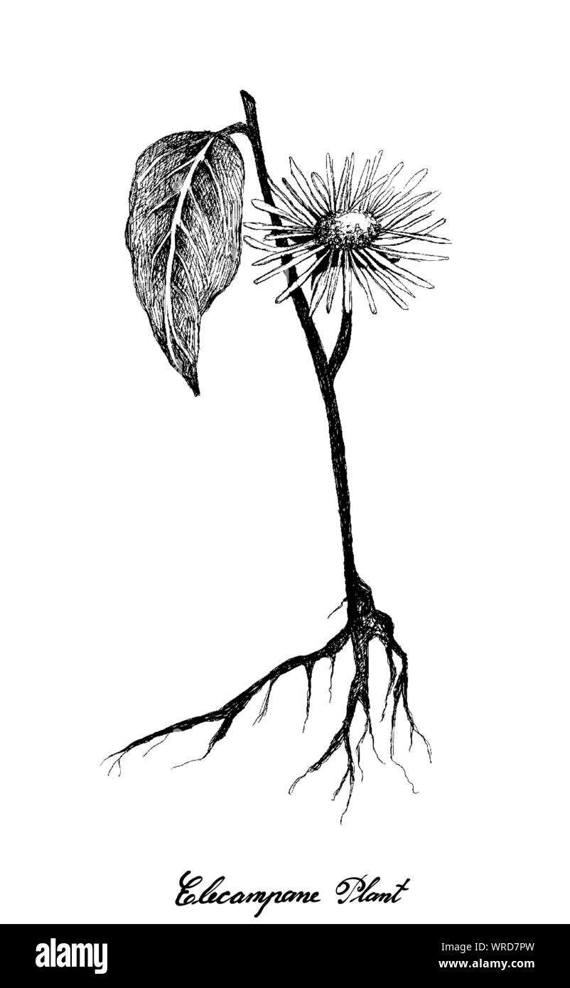 Fleur d'herbes et de plantes, Illustration de la main grande aunée, Inula helenium, guérir ou Elfdock chevaux utilisés pour la médecine traditionnelle et condiment. Illustration de Vecteur