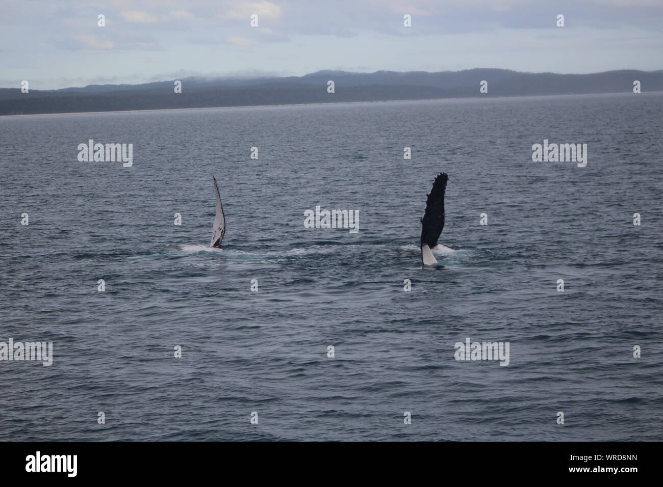 Les baleines à bosse à Hervey Bay Banque D'Images