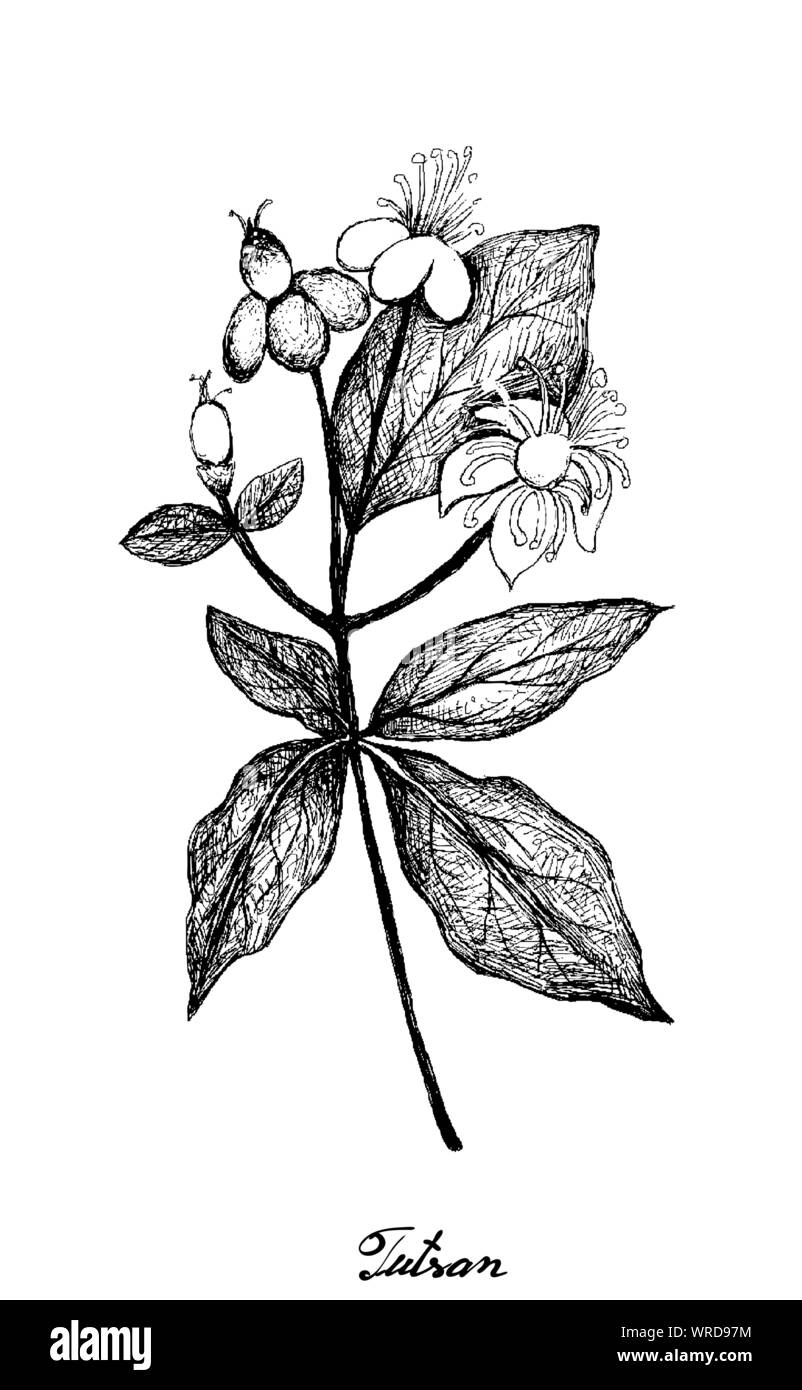 Fleur d'herbes médicinales et des plantes à la main, Illustration de l'Hypericum androsaemum, Tutsan Ambre doux ou avec des plantes à fleurs jaunes utilisés pour la fièvre des médicaments. Illustration de Vecteur