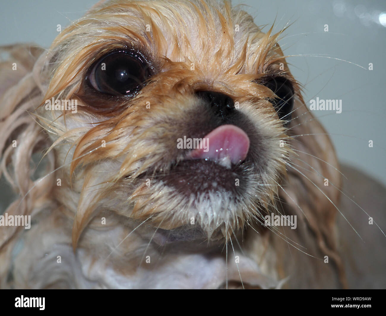 Funny puppy dog prendre un bain Banque D'Images