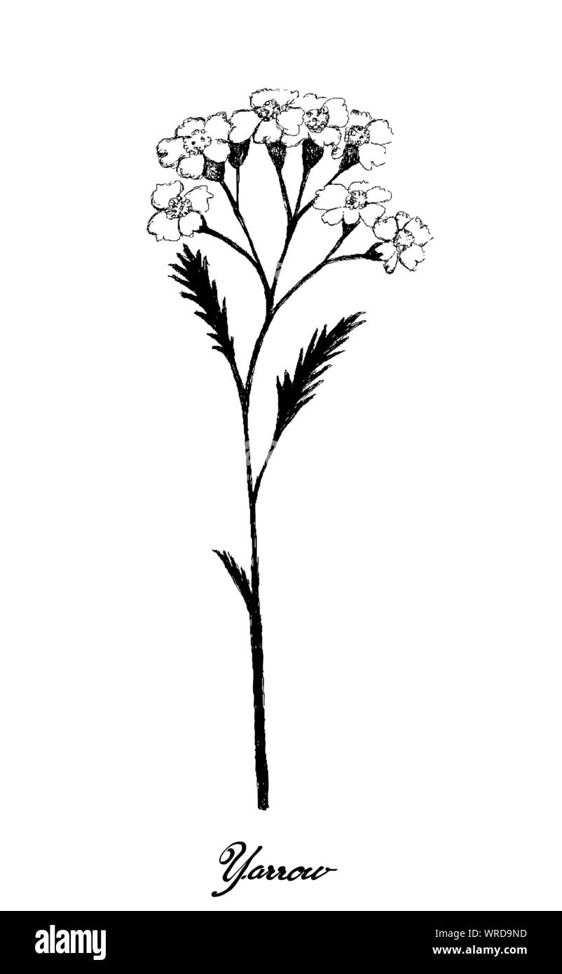 Fleur d'herbes médicinales et des plantes à la main, Illustration de l'Achillea millefolium achillée ou plantes utilisées pour la médecine traditionnelle et les plantes médicinales dans le mélange aromatisé Illustration de Vecteur