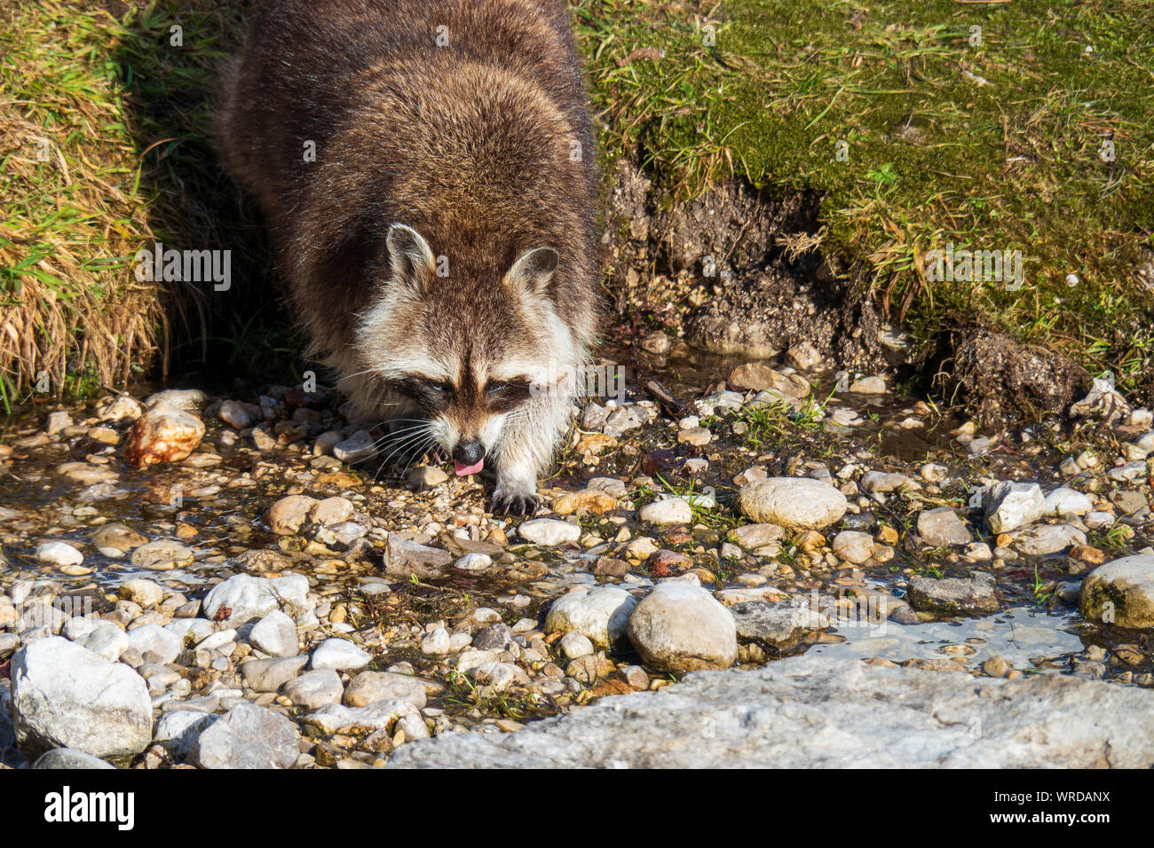 Animal De Compagnie De Raton Laveur Banque du0027image et photos - Alamy