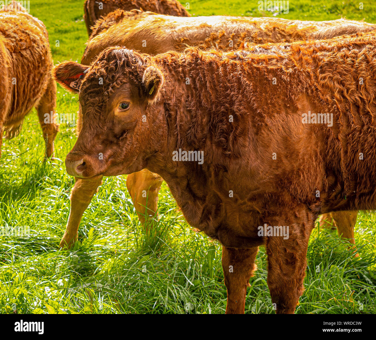 Brown cow in field Banque D'Images