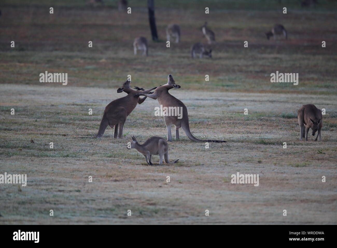 Le kangourou gris (Macropus giganteus) le matin à la prise alimentaire, Queensland, Australie Banque D'Images