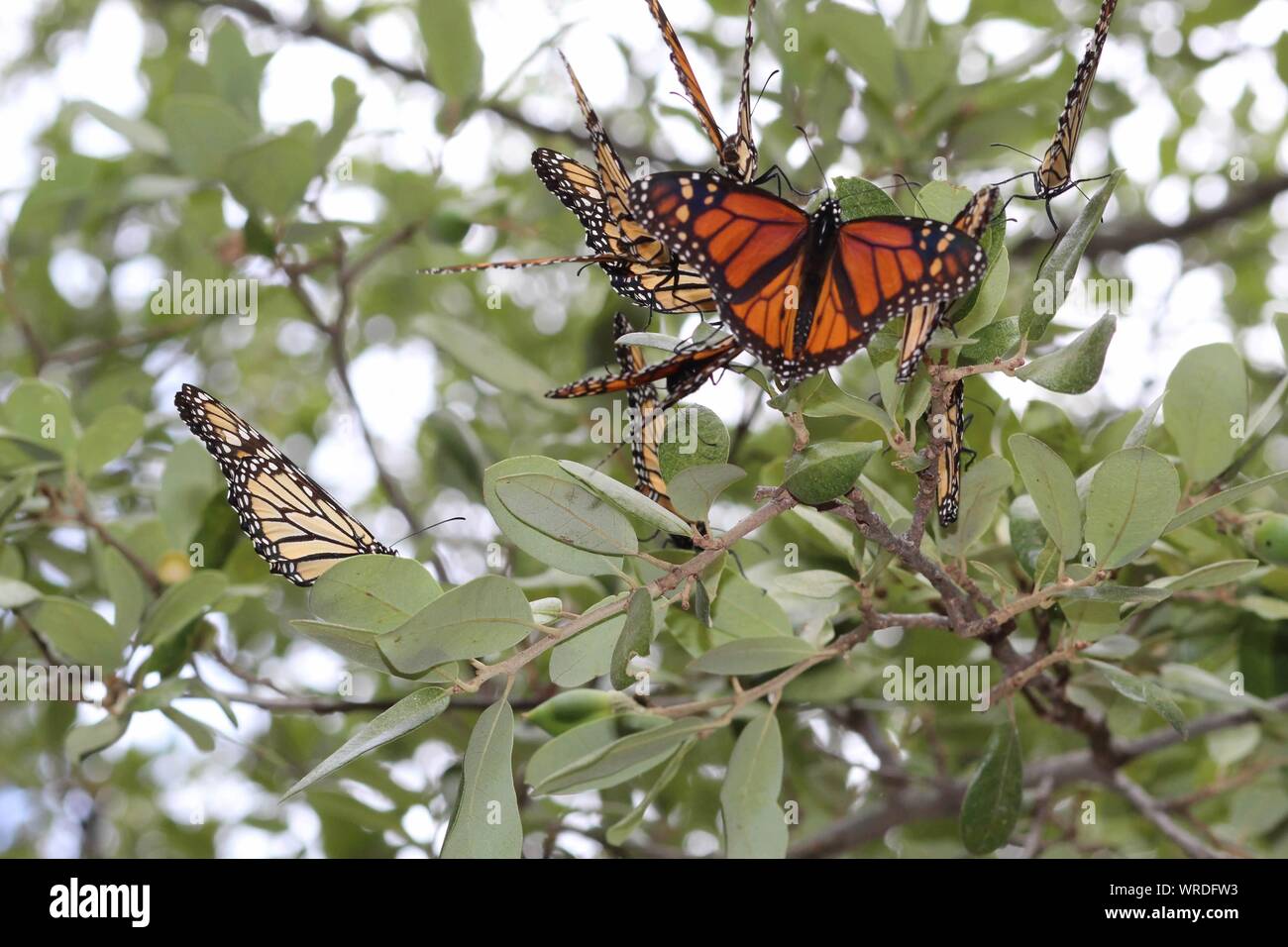 Plusieurs monarques s'arrêtant dans un vieux chêne arbre pendant leur migration d'automne vers le Mexique Banque D'Images