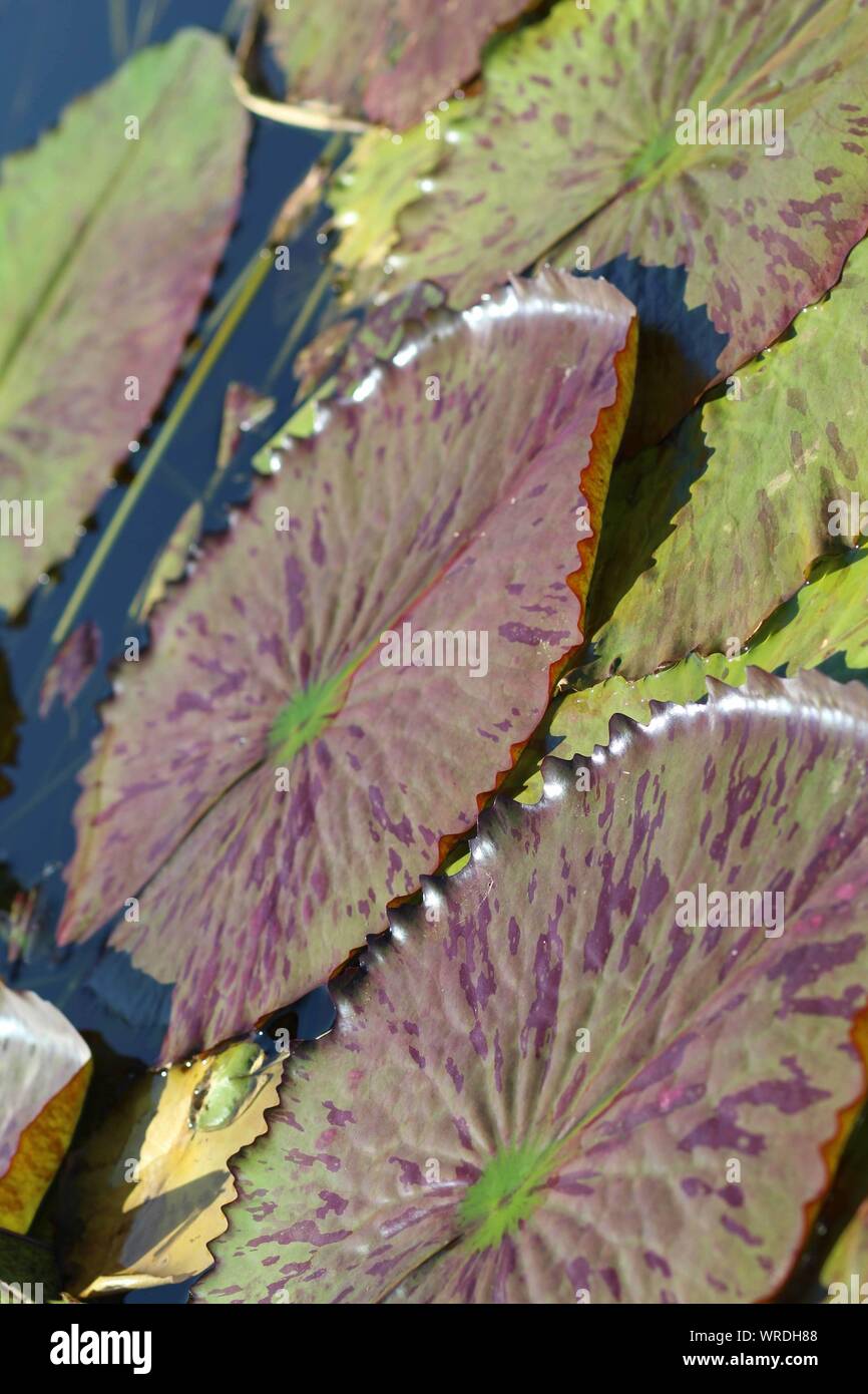 Les feuilles de nénuphar au San Angelo Water Lily Garden, San Angelo, Texas, Etats-Unis Banque D'Images