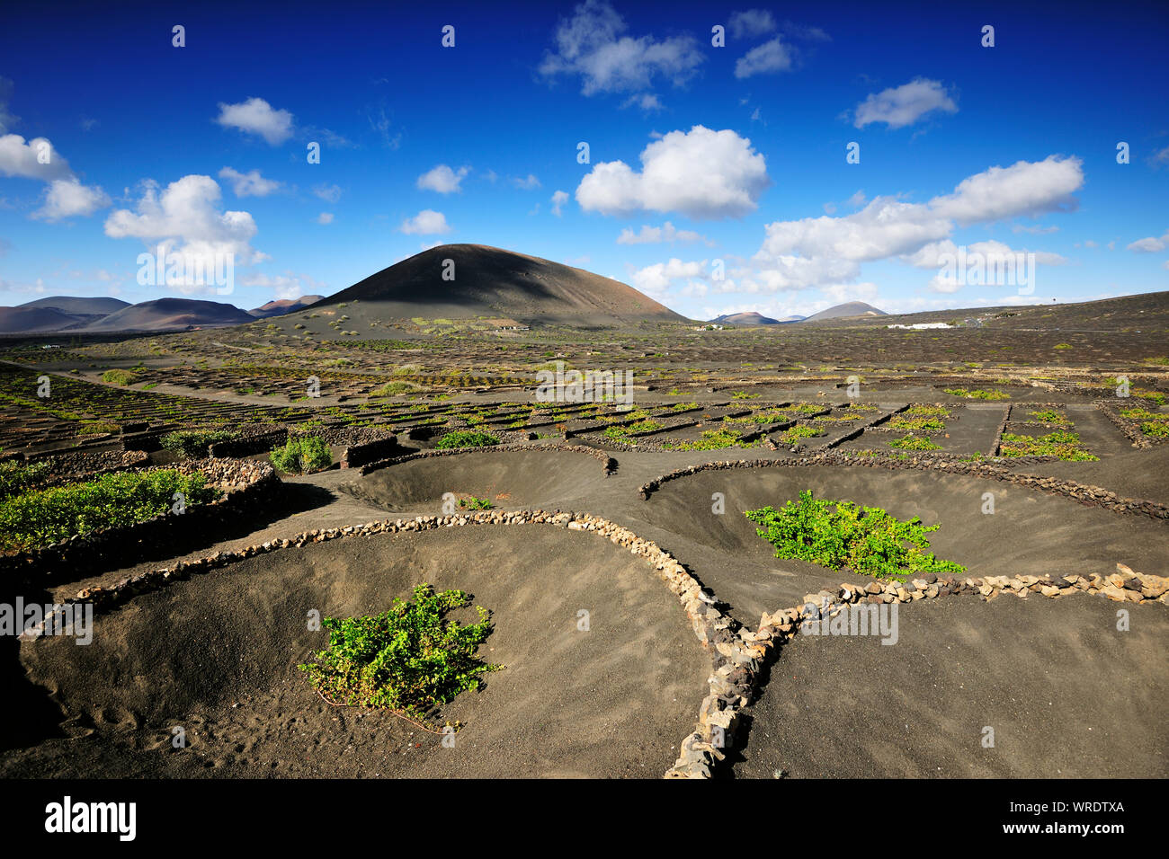 Vignobles traditionnels dans la région de La Geria où les vins sont produits dans un sol de cendres volcaniques. Lanzarote, îles Canaries. Espagne Banque D'Images