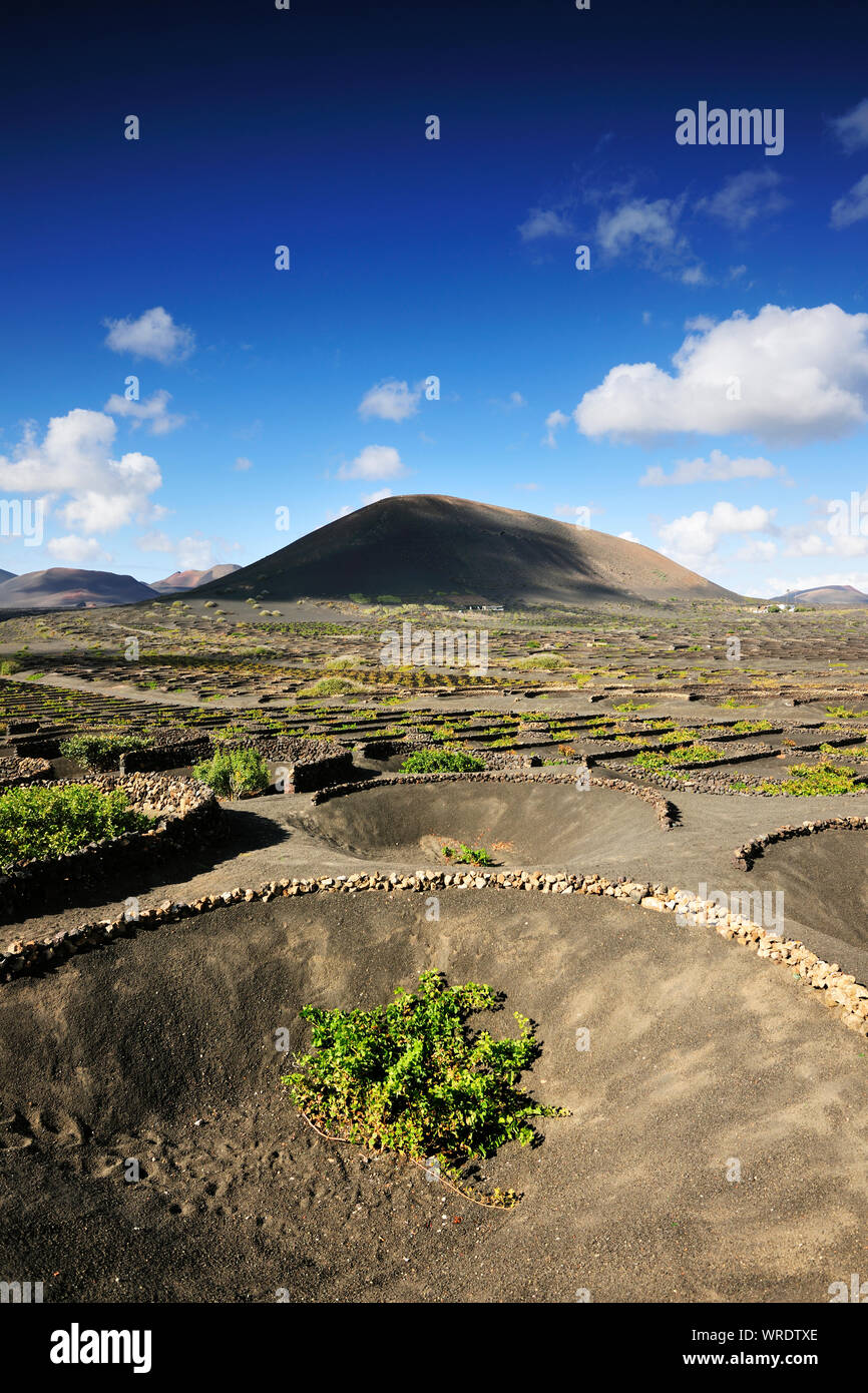 Vignobles traditionnels dans la région de La Geria où les vins sont produits dans un sol de cendres volcaniques. Lanzarote, îles Canaries. Espagne Banque D'Images