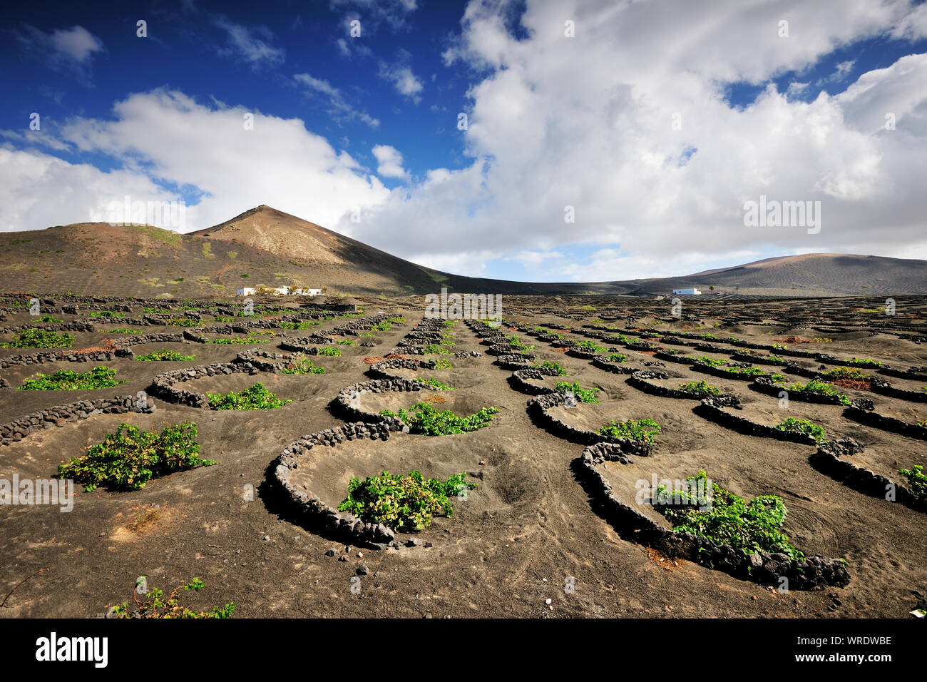 Vignobles traditionnels dans la région de La Geria où les vins sont produits dans un sol de cendres volcaniques. Lanzarote, îles Canaries. Espagne Banque D'Images