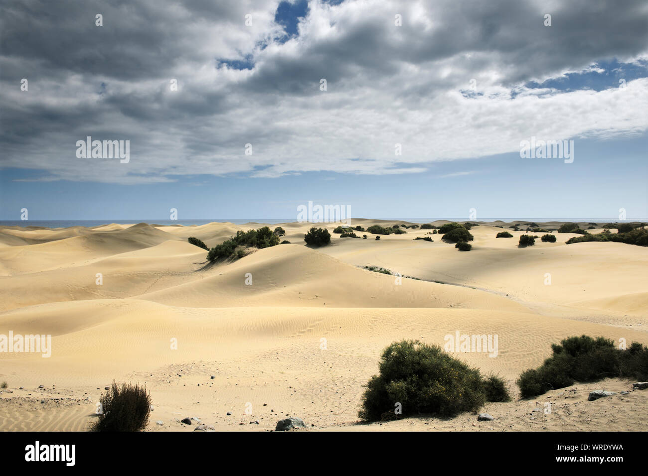 Réserve naturelle de dunes de sable de Maspalomas. Gran Canaria, îles Canaries. Espagne Banque D'Images