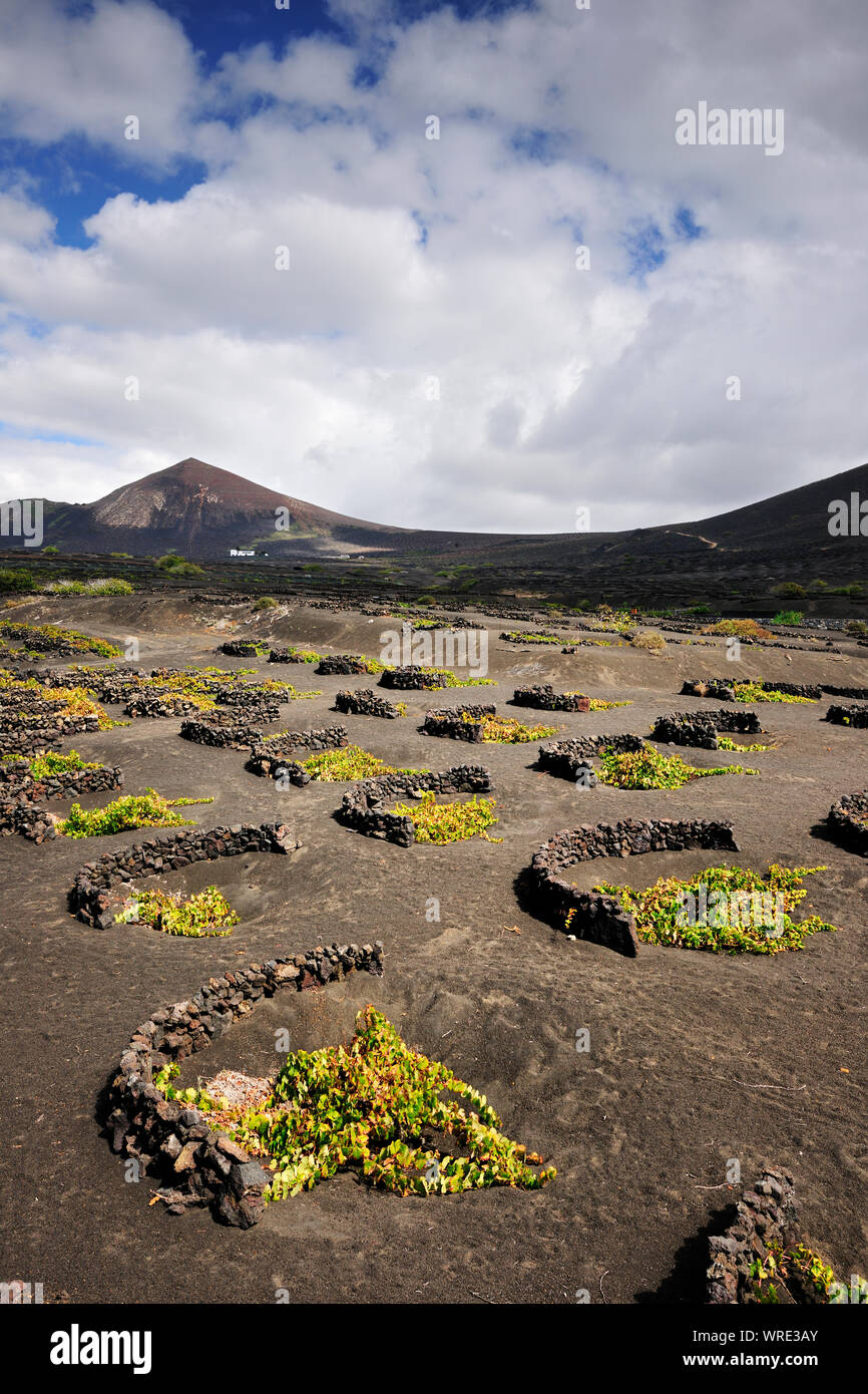 Vignobles traditionnels dans la région de La Geria où les vins sont produits dans un sol de cendres volcaniques. Lanzarote, îles Canaries. Espagne Banque D'Images