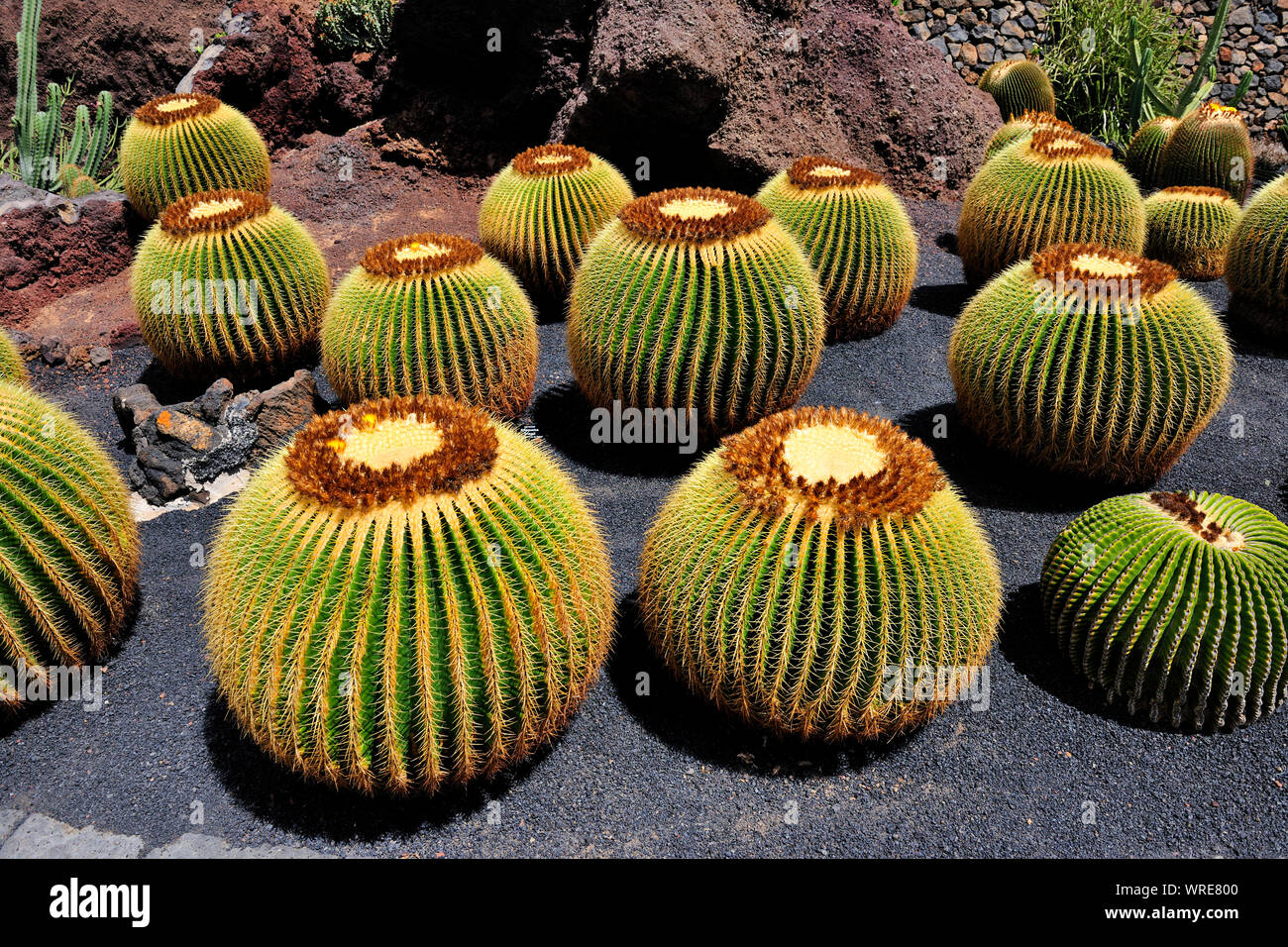 Jardin de cactus (Cesar Manrique). Lanzarote, îles Canaries. Espagne Banque D'Images