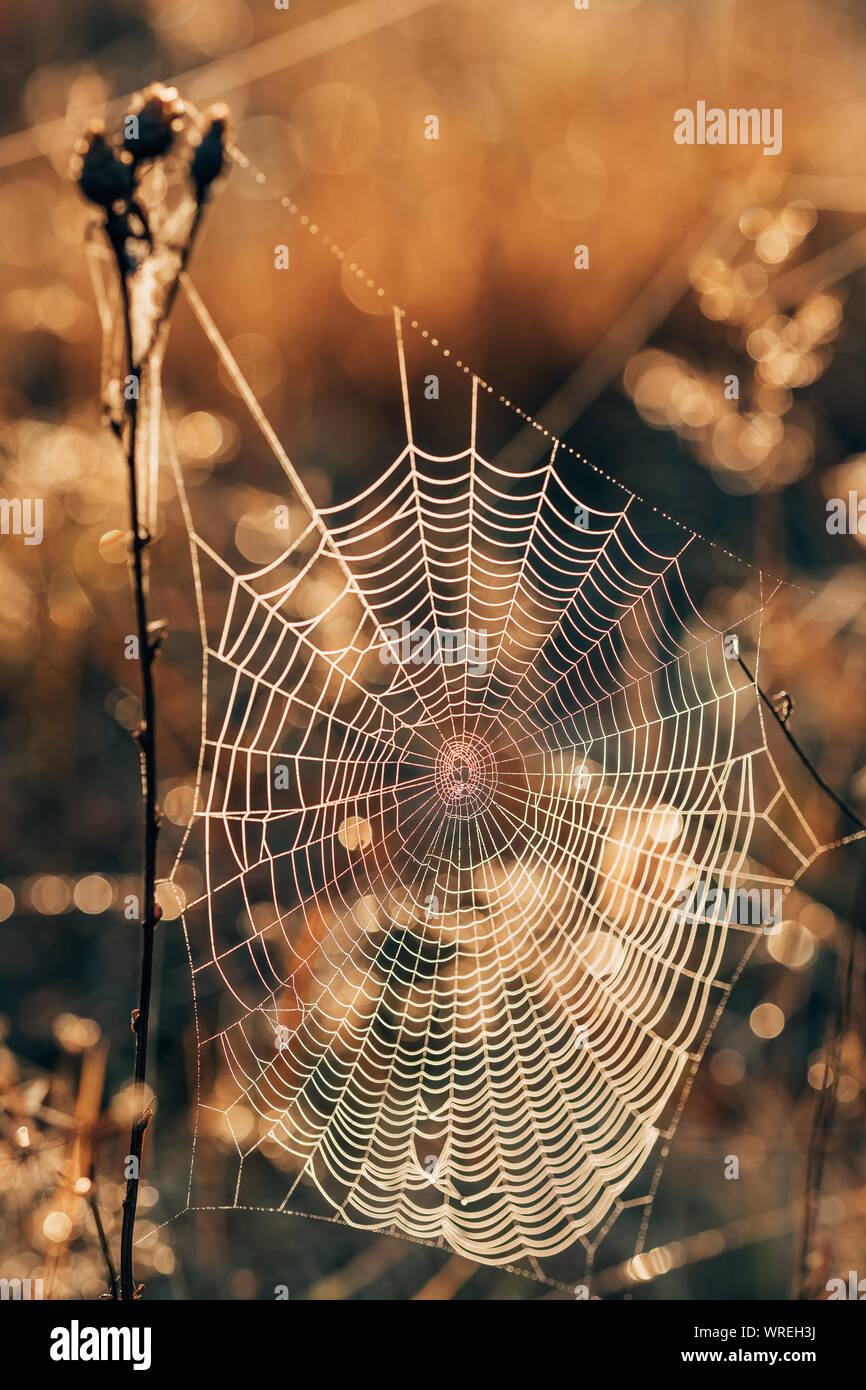 Spider web sur une herbe sèche dans le domaine de l'automne au coucher du soleil, close-up Banque D'Images