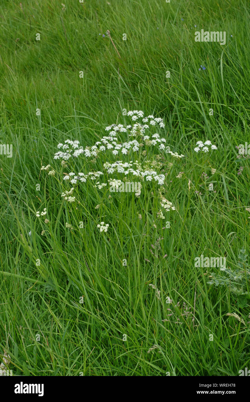 (Pignut Conopodium majus) un petit umbellifer dwnland floraison de chalk grassland, Berkshire, Mai Banque D'Images
