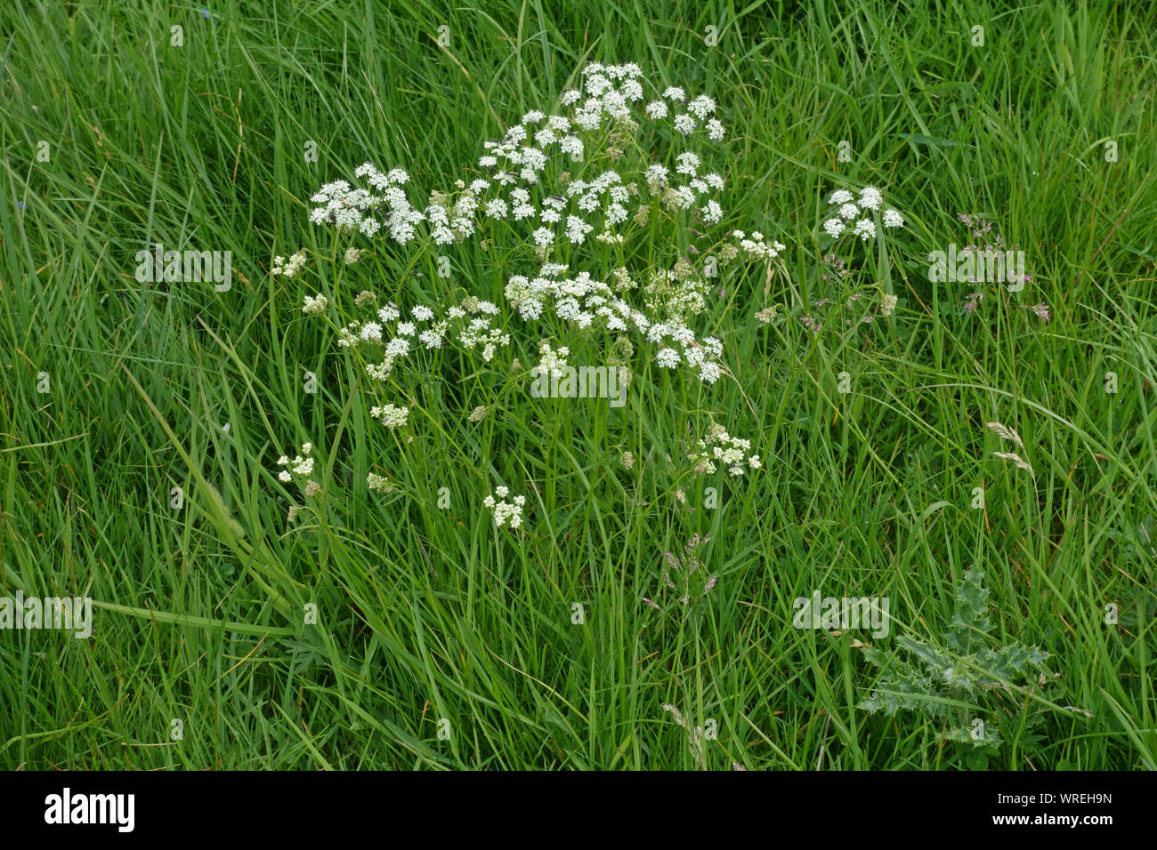 (Pignut Conopodium majus) un petit umbellifer dwnland floraison de chalk grassland, Berkshire, Mai Banque D'Images