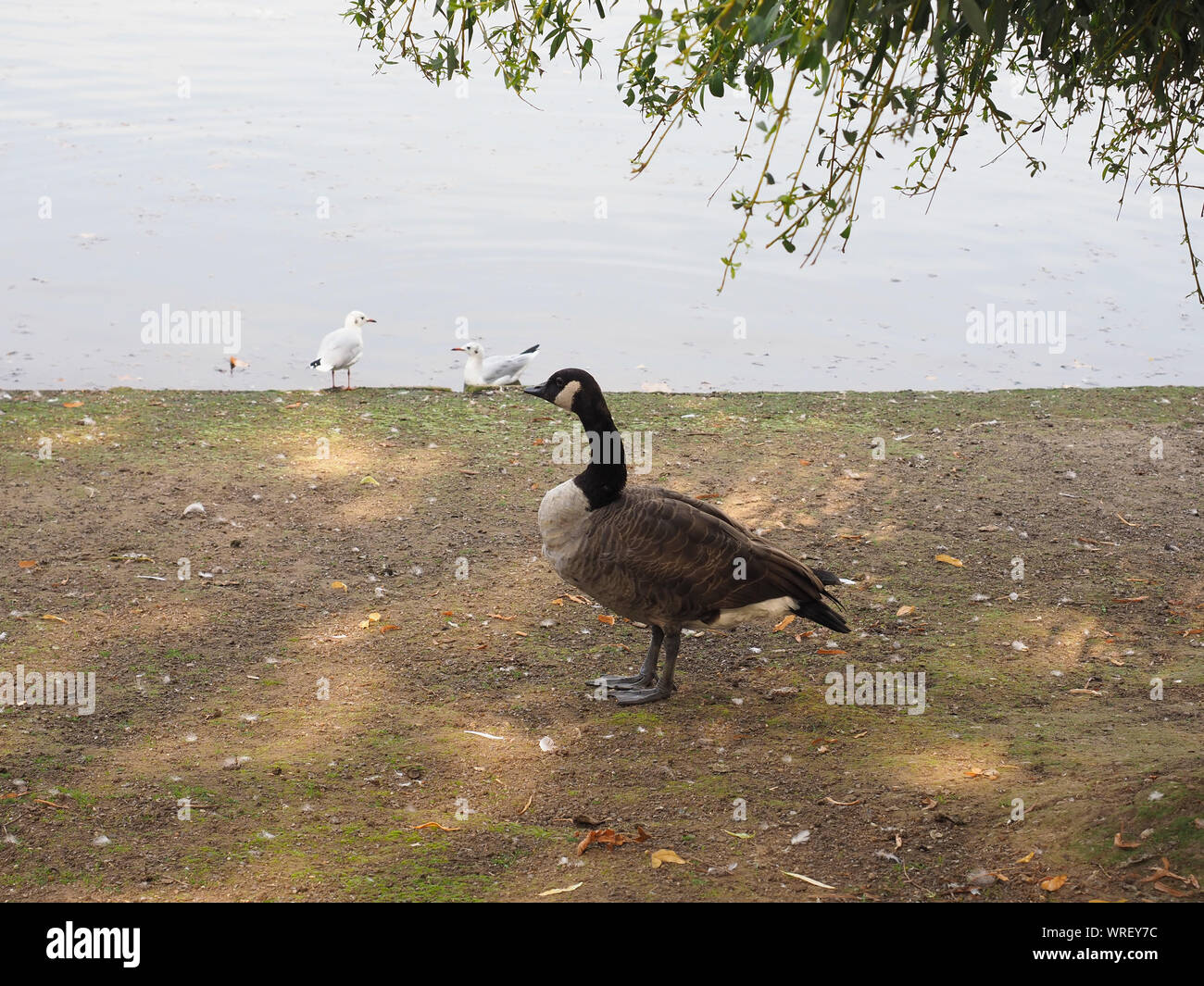 Bernache du Canada (Branta canadensis) de l'animal Phylum Chordata, clade Ornithurae, classe des Aves (oiseaux) Banque D'Images