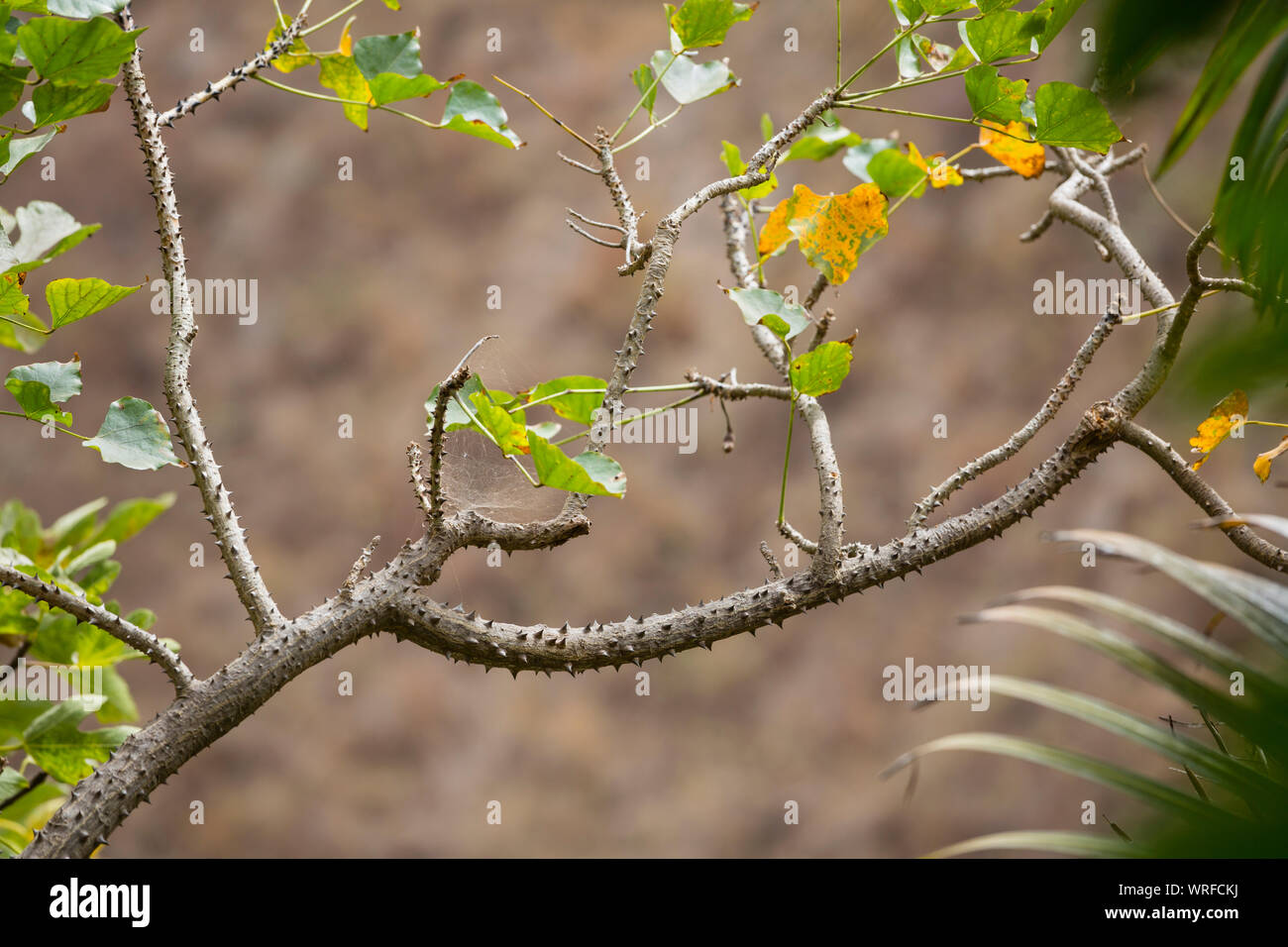 Thorned branche d'un arbre dans un canyon à La Palma, Espagne. Banque D'Images