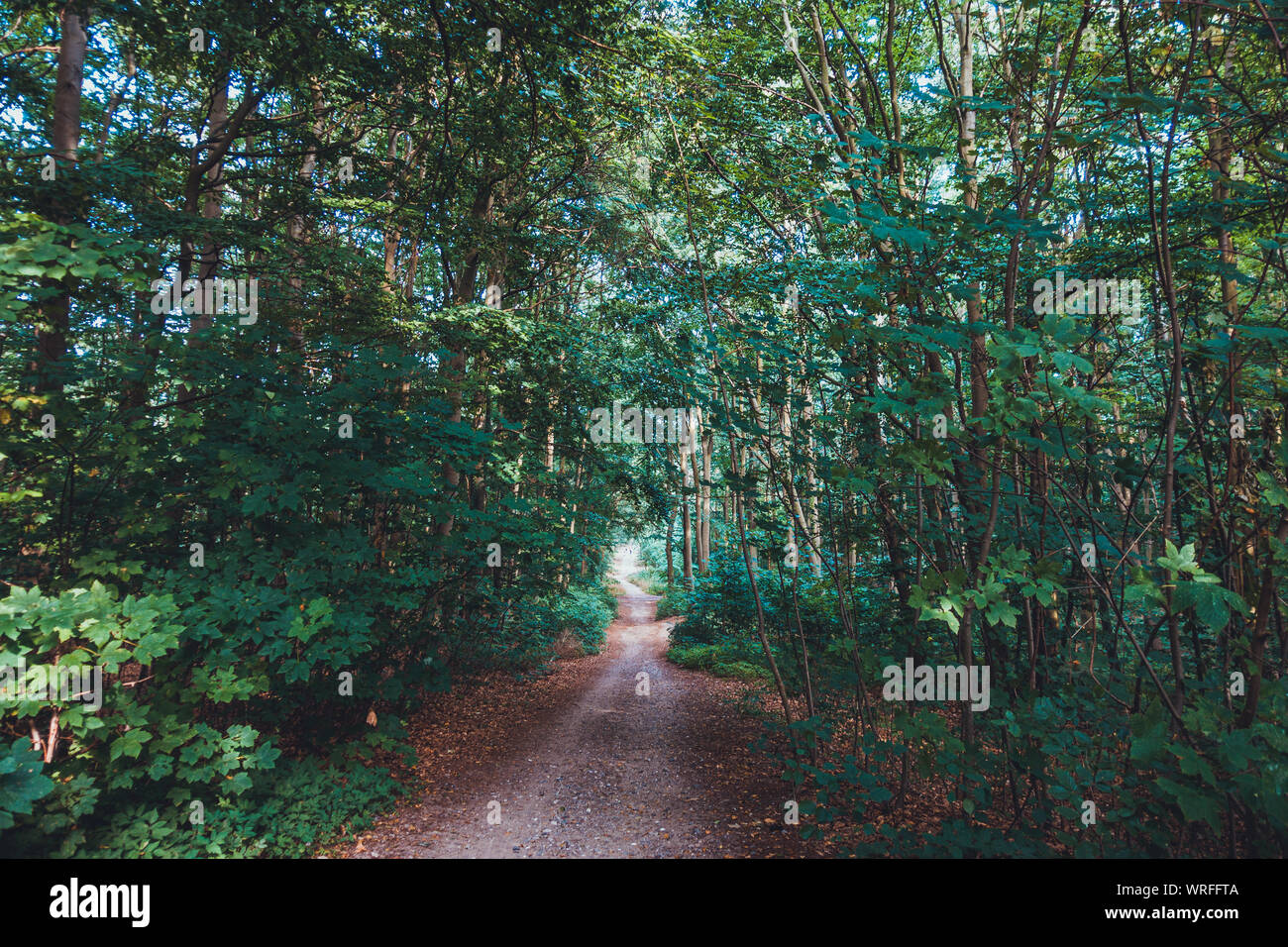 Chemin dans une forêt en milieu rural à usedom Banque D'Images