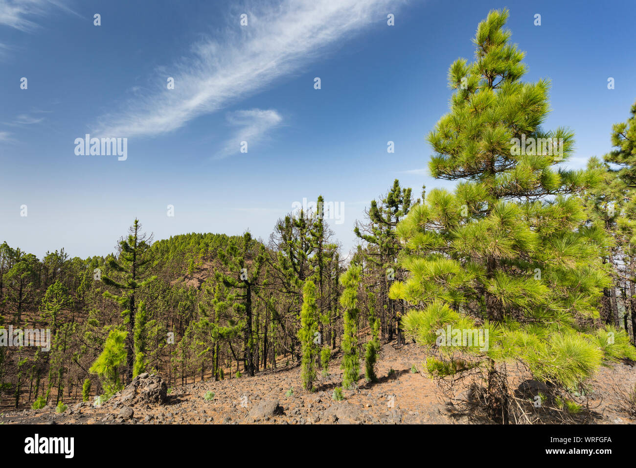 Vue sur la pinède de la Cumbre Vieja avec ciel bleu à La Palma, Espagne. Banque D'Images