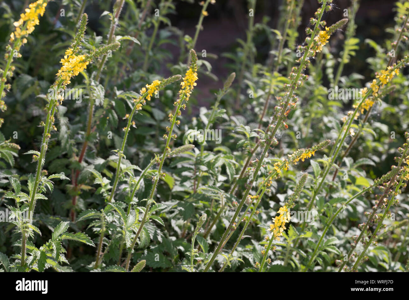 Odermennig, Kleiner, Gewöhnlicher Odermennig Odermennig, «Odermennig, Agrimonia eupatoria, Agrimonia eupatorium, Aigremoine aigremoine commune,, ch Banque D'Images