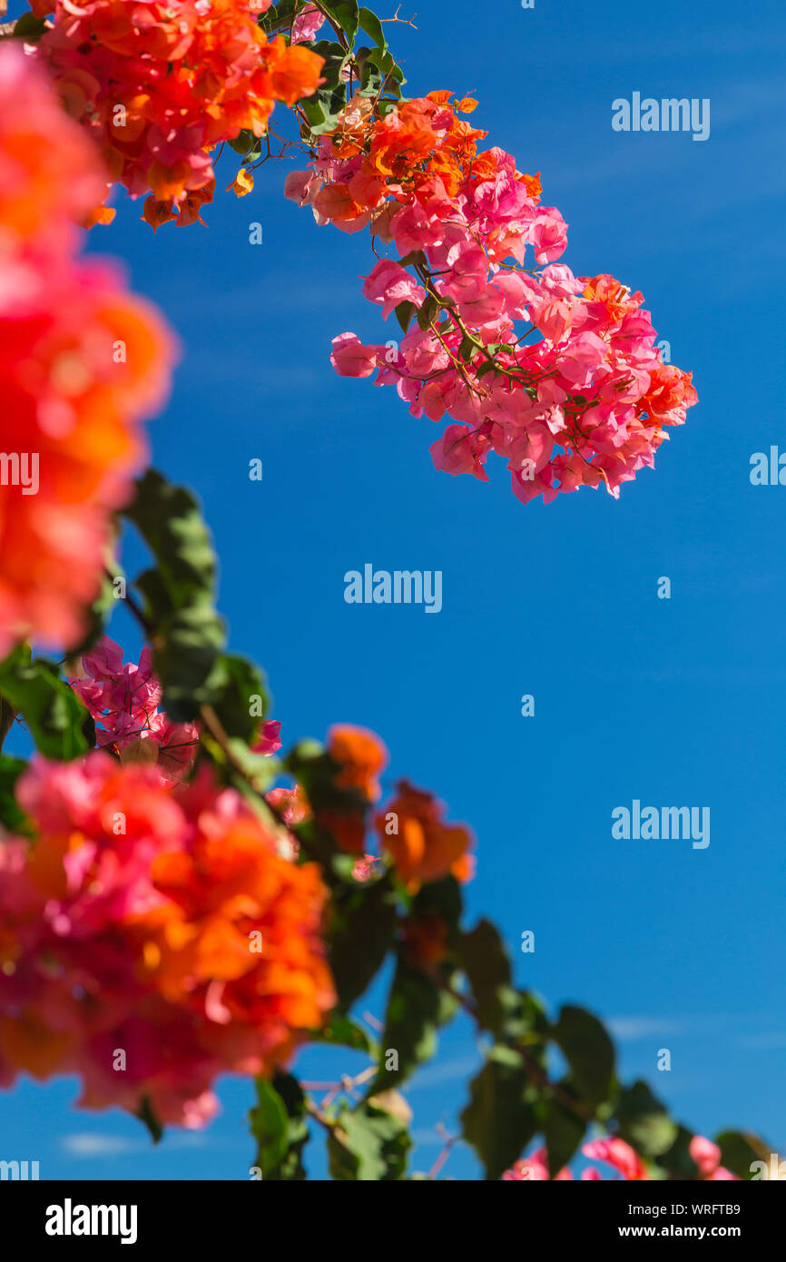 Fleurs de bougainvilliers colorés à San Andres village de l'est de La Palma, Espagne. Banque D'Images
