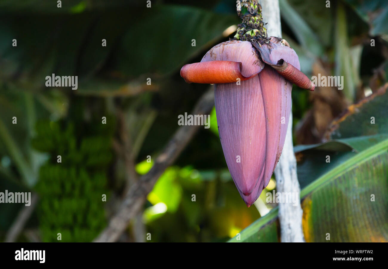 Fleur de banane sur un palmier dans le village de San Andres à La Palma, Espagne. Banque D'Images