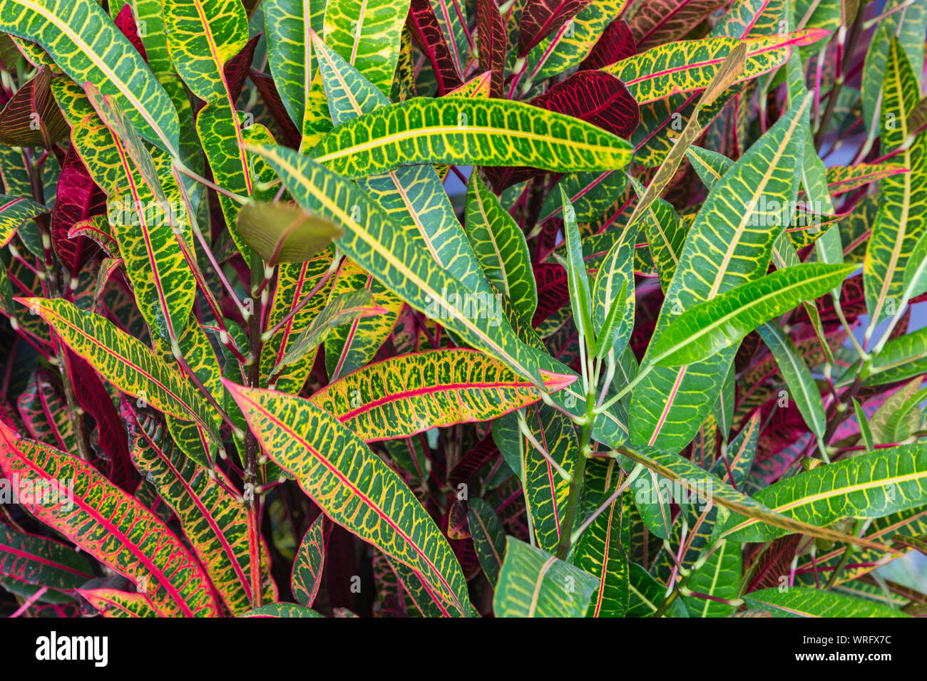Feuilles colorées d'un buisson dans le village de San Andres à La Palma, Espagne. Banque D'Images
