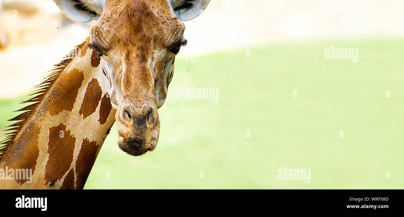 Portrait de giraffe looking at camera. Les Girafes sont même africains-toed mammifère ongulé, le plus grand et le plus grand ruminant. L'Afrique, 2019. Banque D'Images
