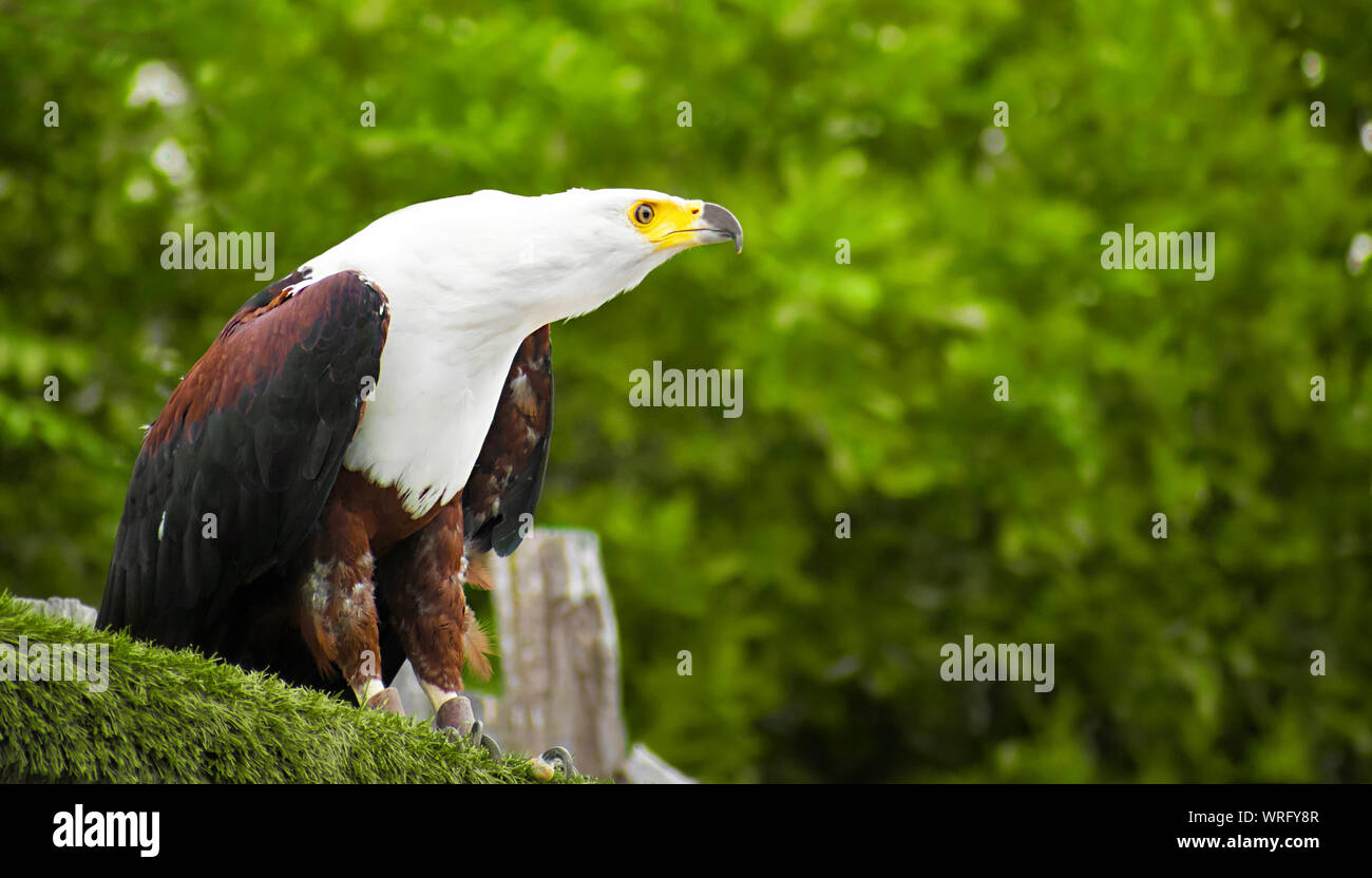 L'African fish eagle également connu sous le nom de l'aigle de mer ou d'Afrique Haliaeetus vocifer formés par le biais de la fauconnerie, perché sur une branche à propos de voler Banque D'Images
