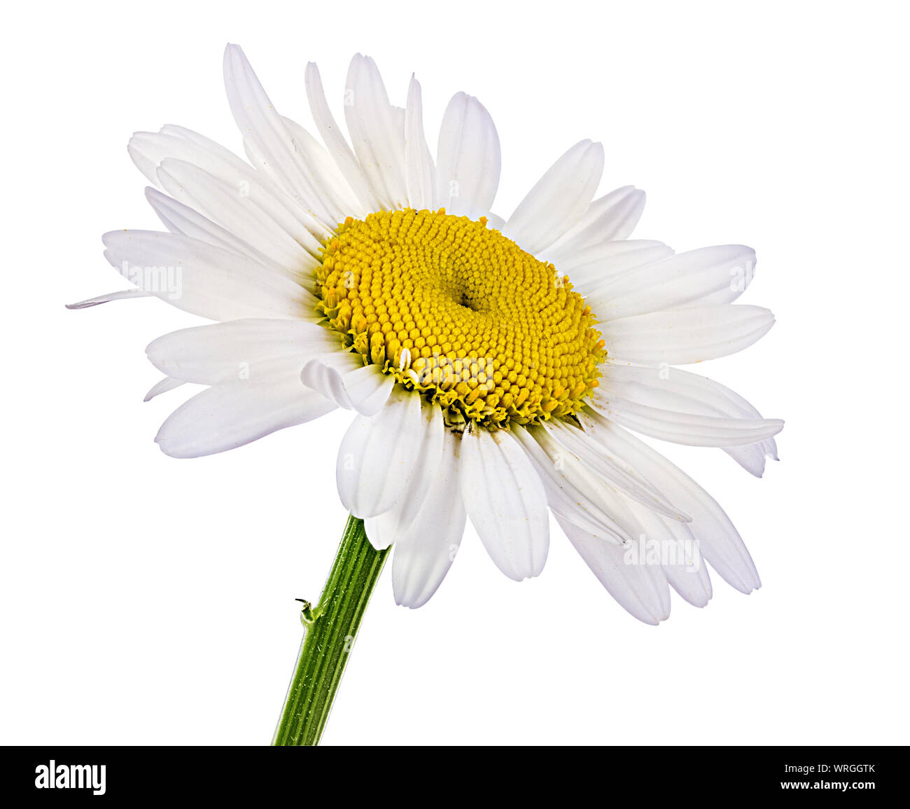 Camomille flower isolated with clipping path Banque D'Images Camomille flower isolated with clipping path Banque D'Images
