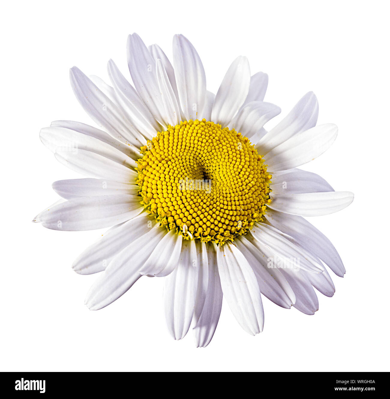 Camomille flower isolated with clipping path Banque D'Images Camomille flower isolated with clipping path Banque D'Images