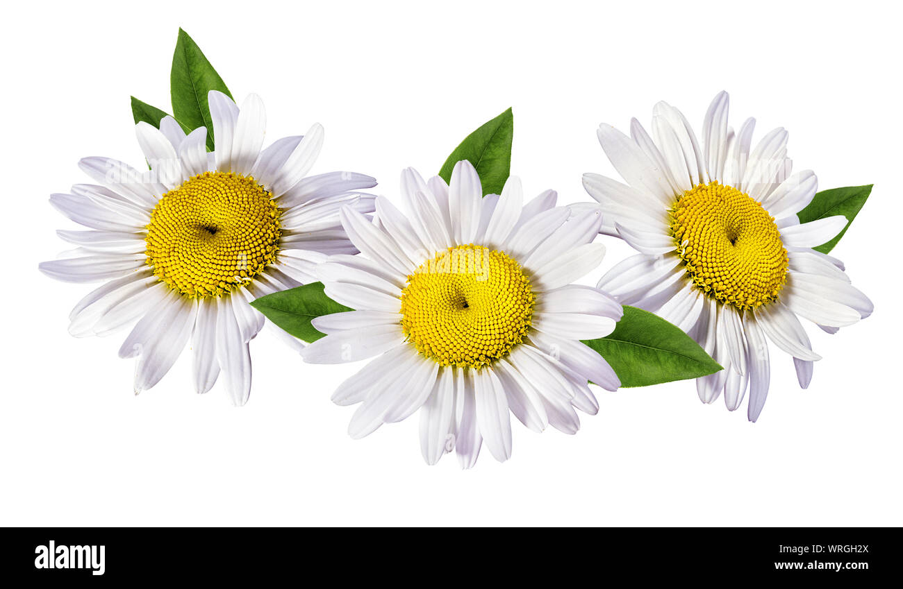Camomille flower isolated with clipping path Banque D'Images Camomille flower isolated with clipping path Banque D'Images