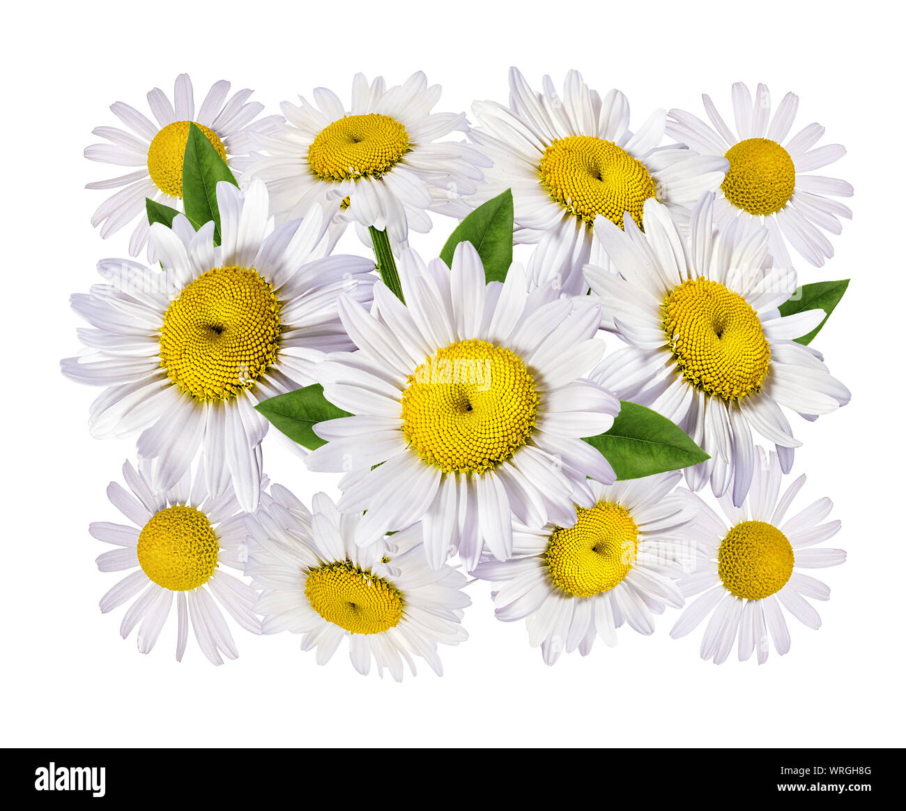 Camomille flower isolated with clipping path Banque D'Images Camomille flower isolated with clipping path Banque D'Images