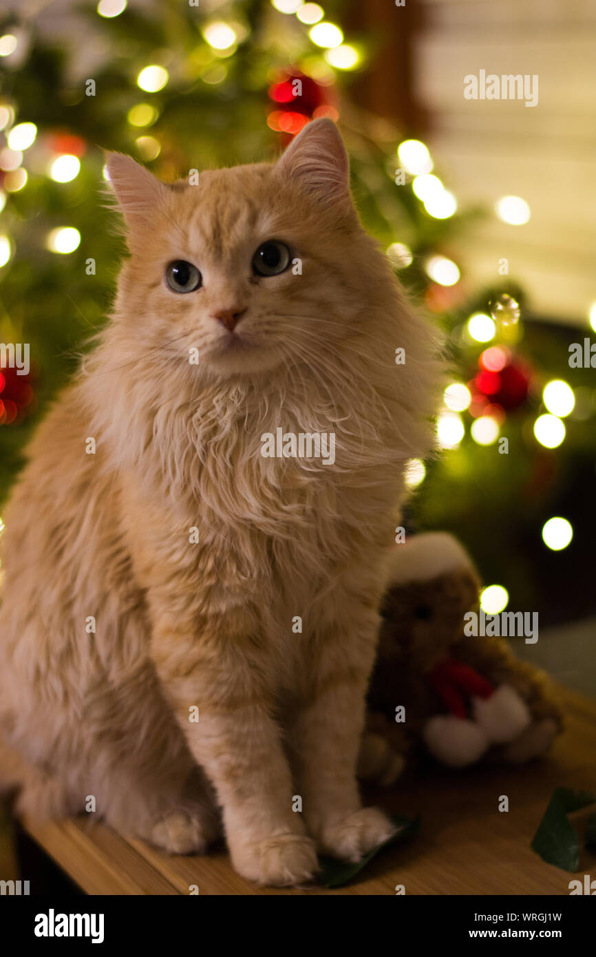 Chat domestique en vertu de l'arbre de Noël Banque D'Images
