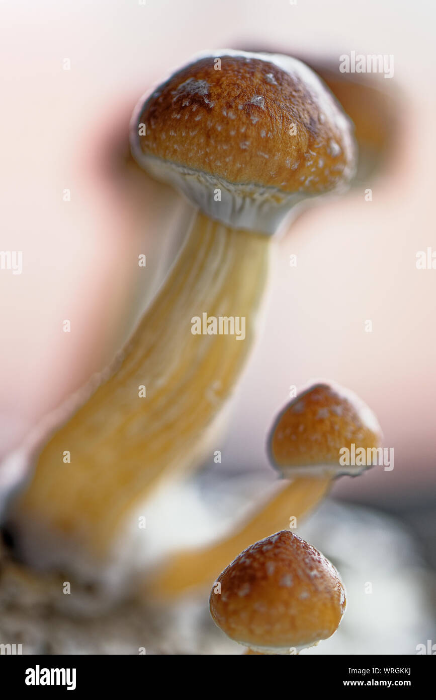 L'Équateur est un champignon magique Psilocybe cubensis, une espèce de champignons psychédéliques dont les principaux éléments actifs sont la psilocybine et de la psilocine - Ecuadori Banque D'Images