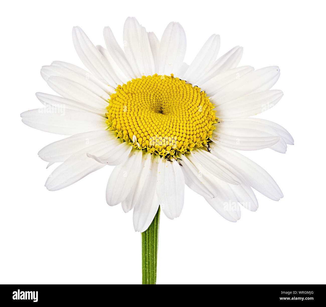 Camomille flower isolated with clipping path Banque D'Images Camomille flower isolated with clipping path Banque D'Images