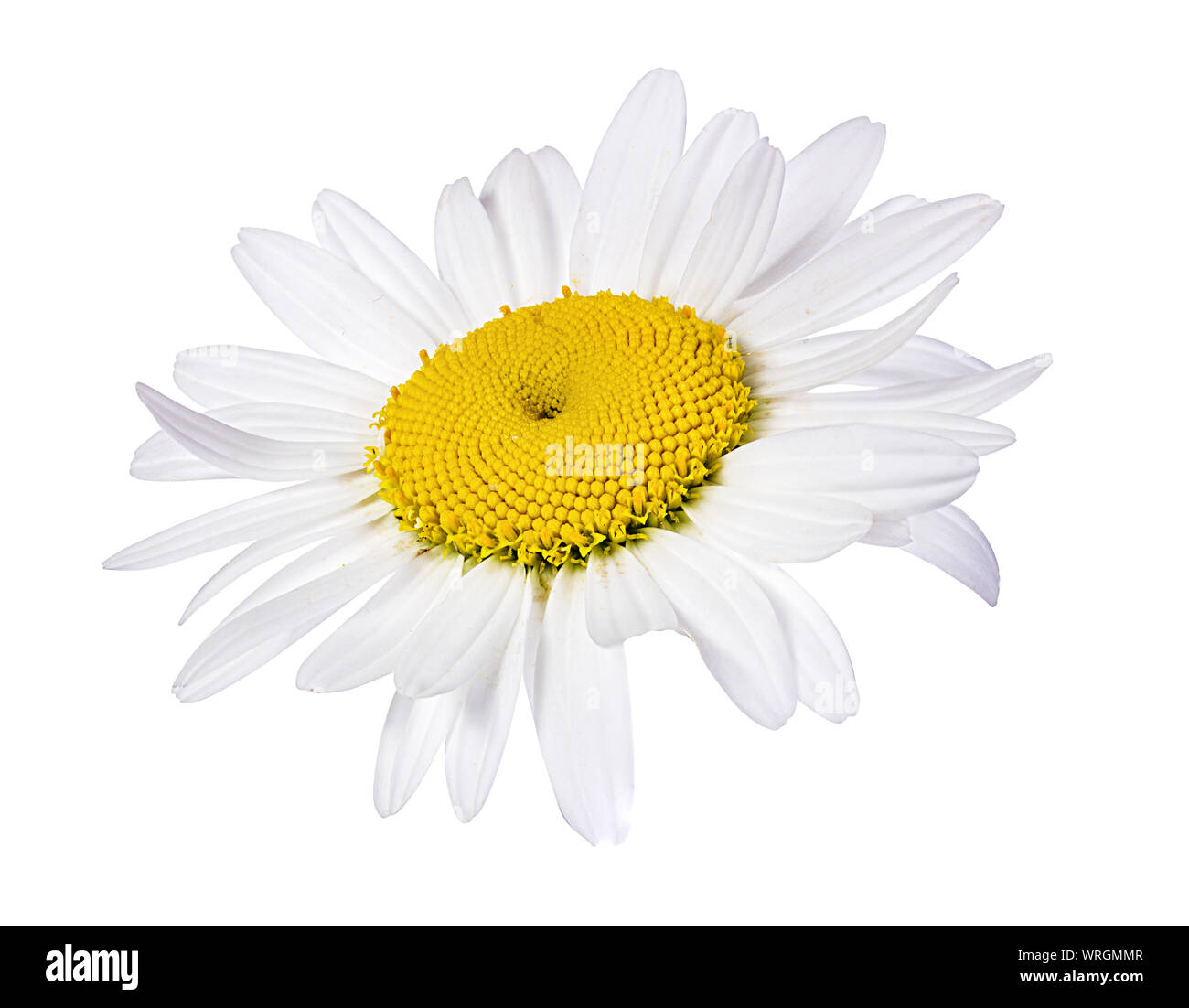 Camomille flower isolated with clipping path Banque D'Images Camomille flower isolated with clipping path Banque D'Images
