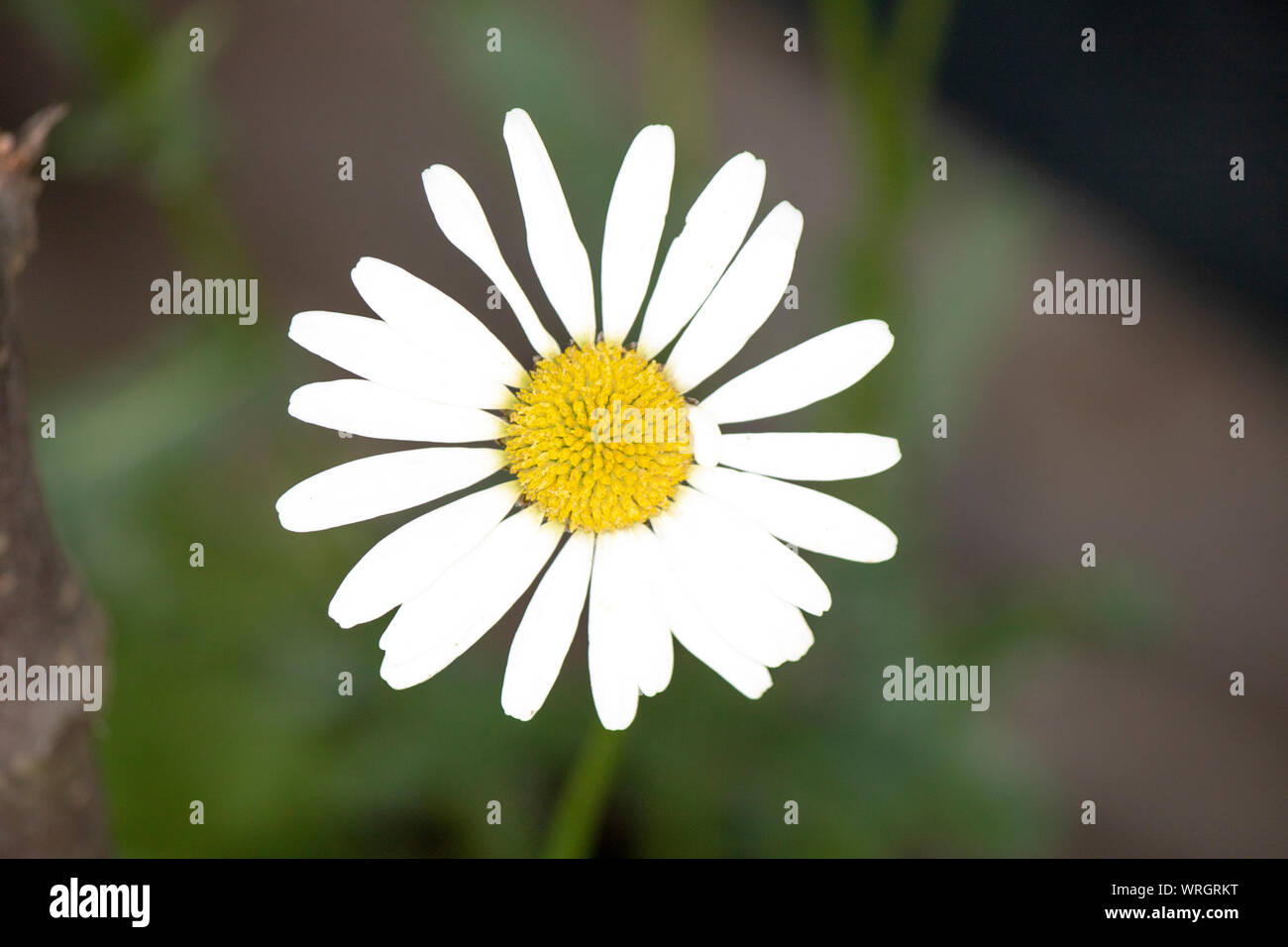 Oxeye daisy. Close-up shot. Arrière-plan flou. Banque D'Images