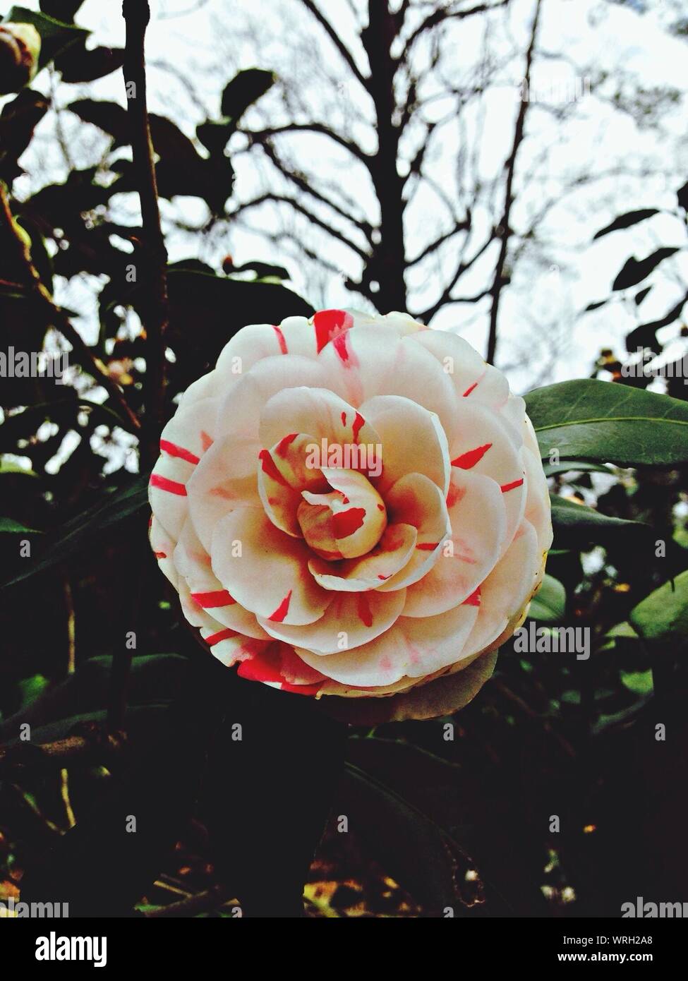 Fleur blanche et rouge Banque de photographies et d’images à haute ...