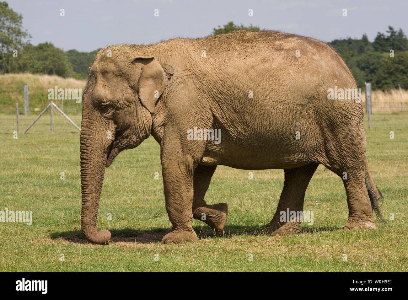 Femelle adulte sur l'herbe de l'éléphant d'Asie en enclos au zoo de Whipsnade Banque D'Images