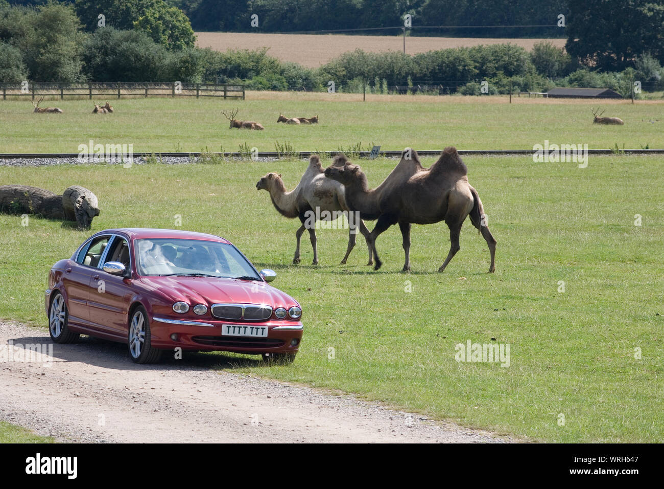 Voiture rouge sur "Passage à travers l'Asie' safari conduire près des chameaux de Bactriane avec Pere David's deer in distance Banque D'Images