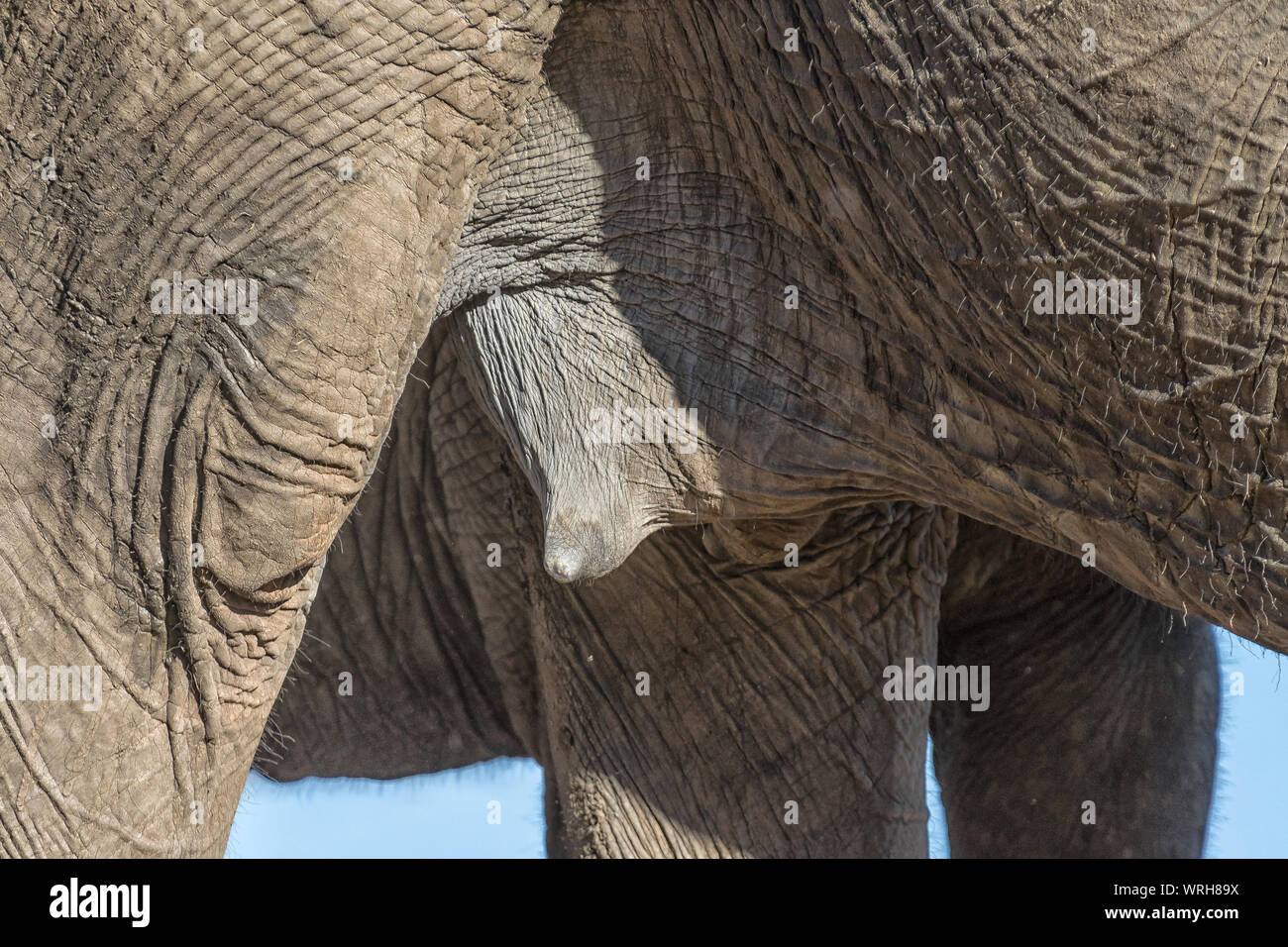 Close-up de la tétine de vache, un éléphant d'Afrique Loxodonta africana Banque D'Images