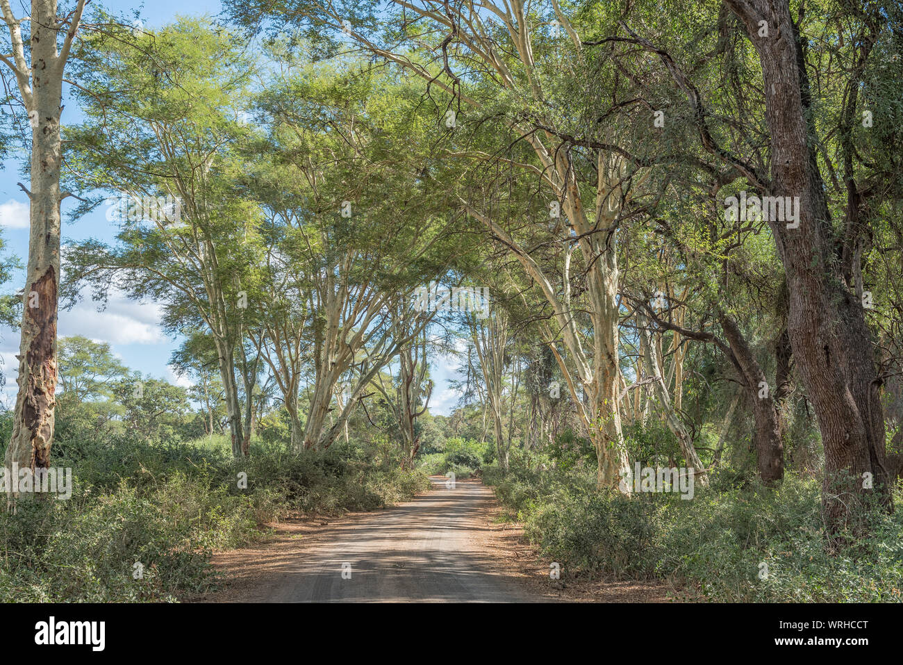 Une route de gravier en passant par une forêt d'arbres de la fièvre, Vachellia xanthophloea Banque D'Images