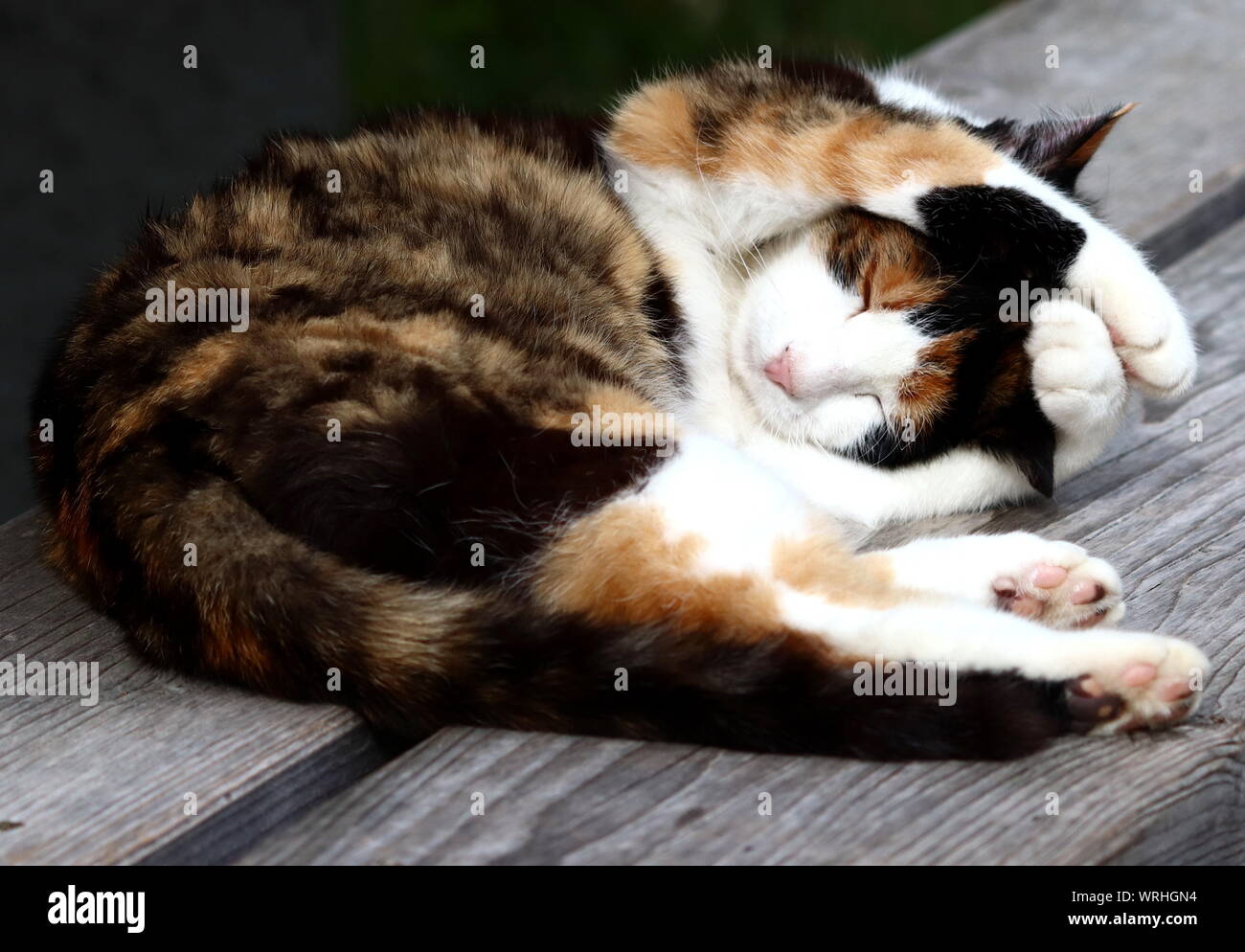 Zweigniederlassungen putzende Katze liegend auf einer Bank, Pfoten über dem Kopf | Katzenwäsche * Lissage cat allongé sur un banc avec les pieds au-dessus de sa tête | Cat's lick Banque D'Images