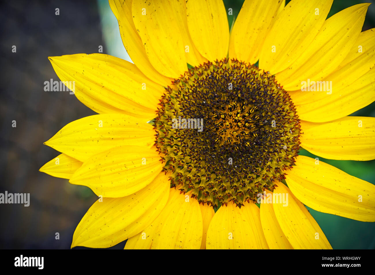 Un gros plan d'un jeune d'un jaune vif sur un champ de tournesol tournesol dans une chaude journée ensoleillée, l'arrière-plan est flou. Banque D'Images